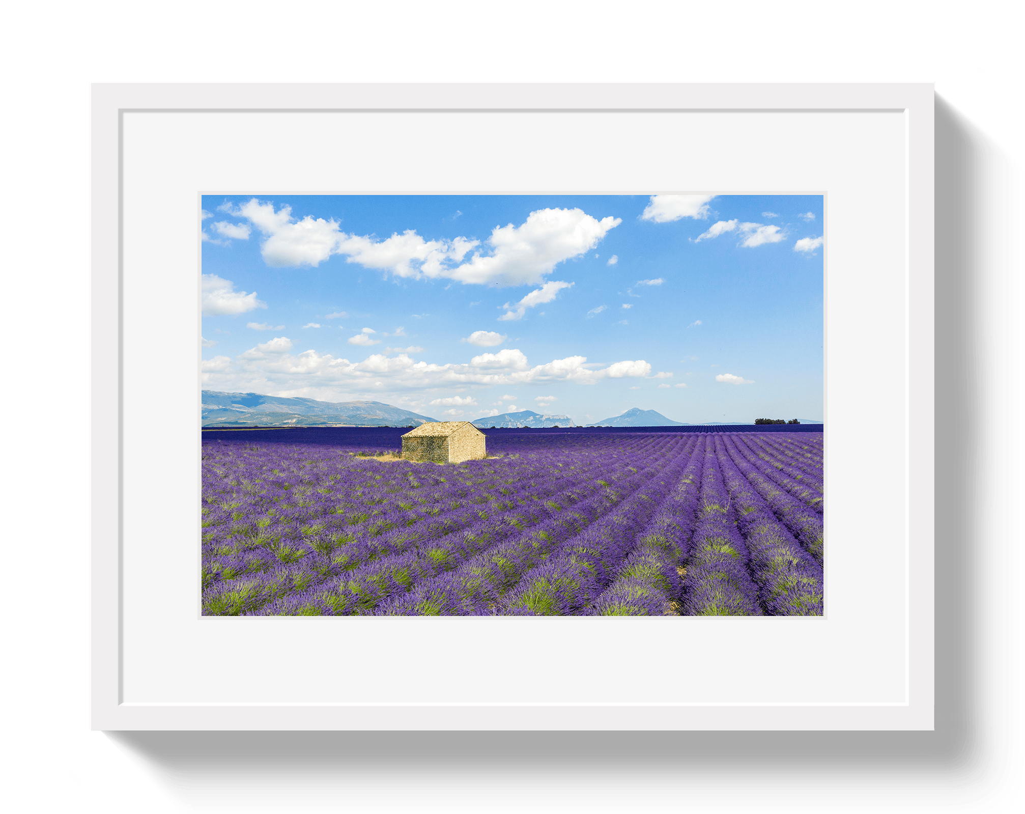 Johnny Vacay White / 11x14 / Matte Lavender Fields