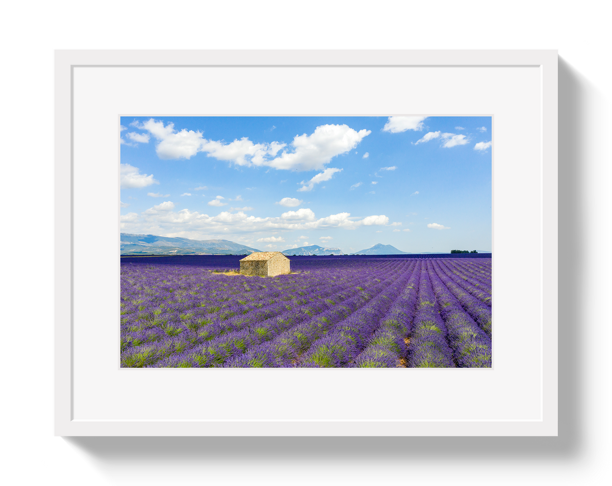 Lavender Fields