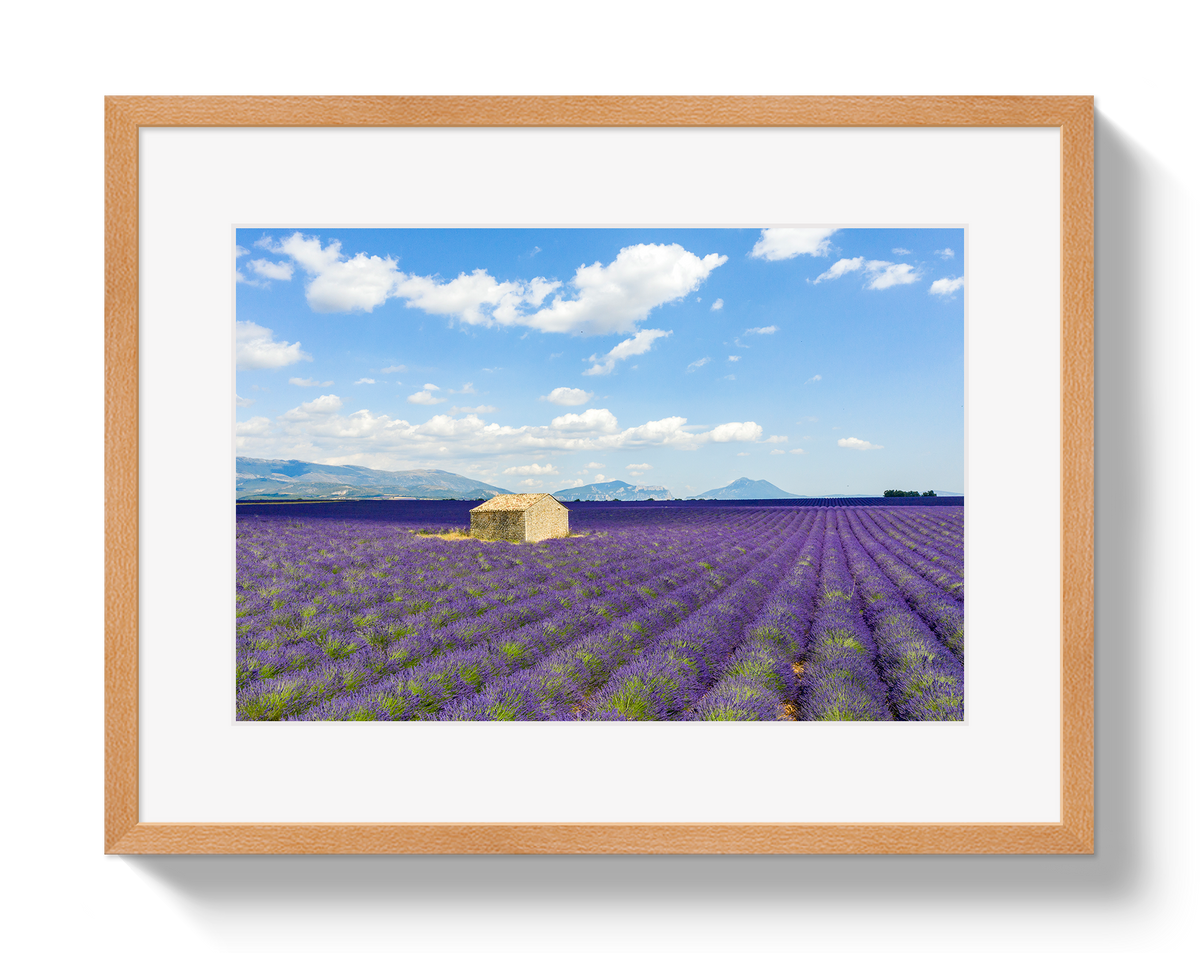 Lavender Fields