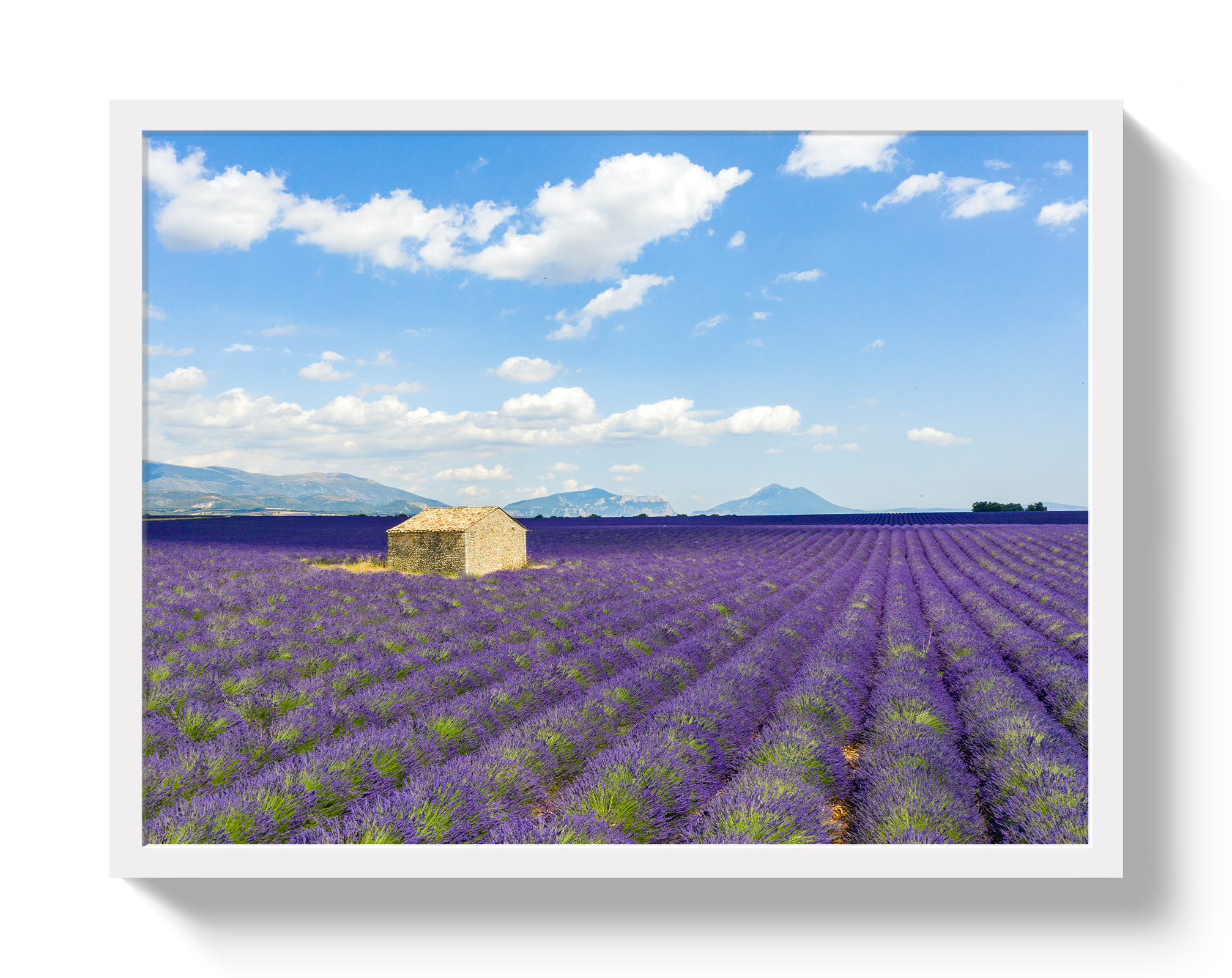 Lavender Fields