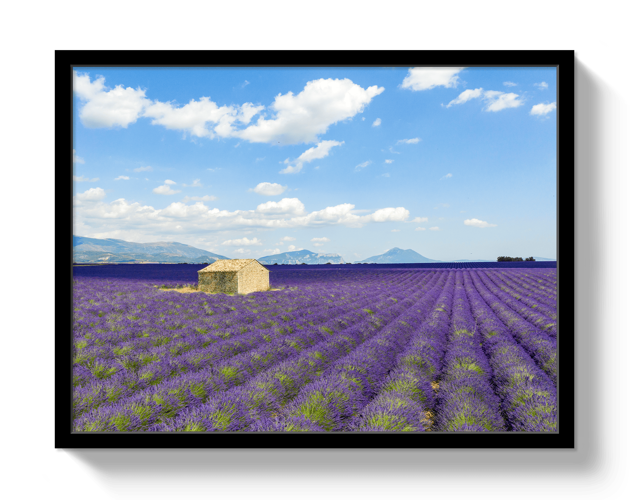 Johnny Vacay Black / 11x14 / Full Bleed Lavender Fields
