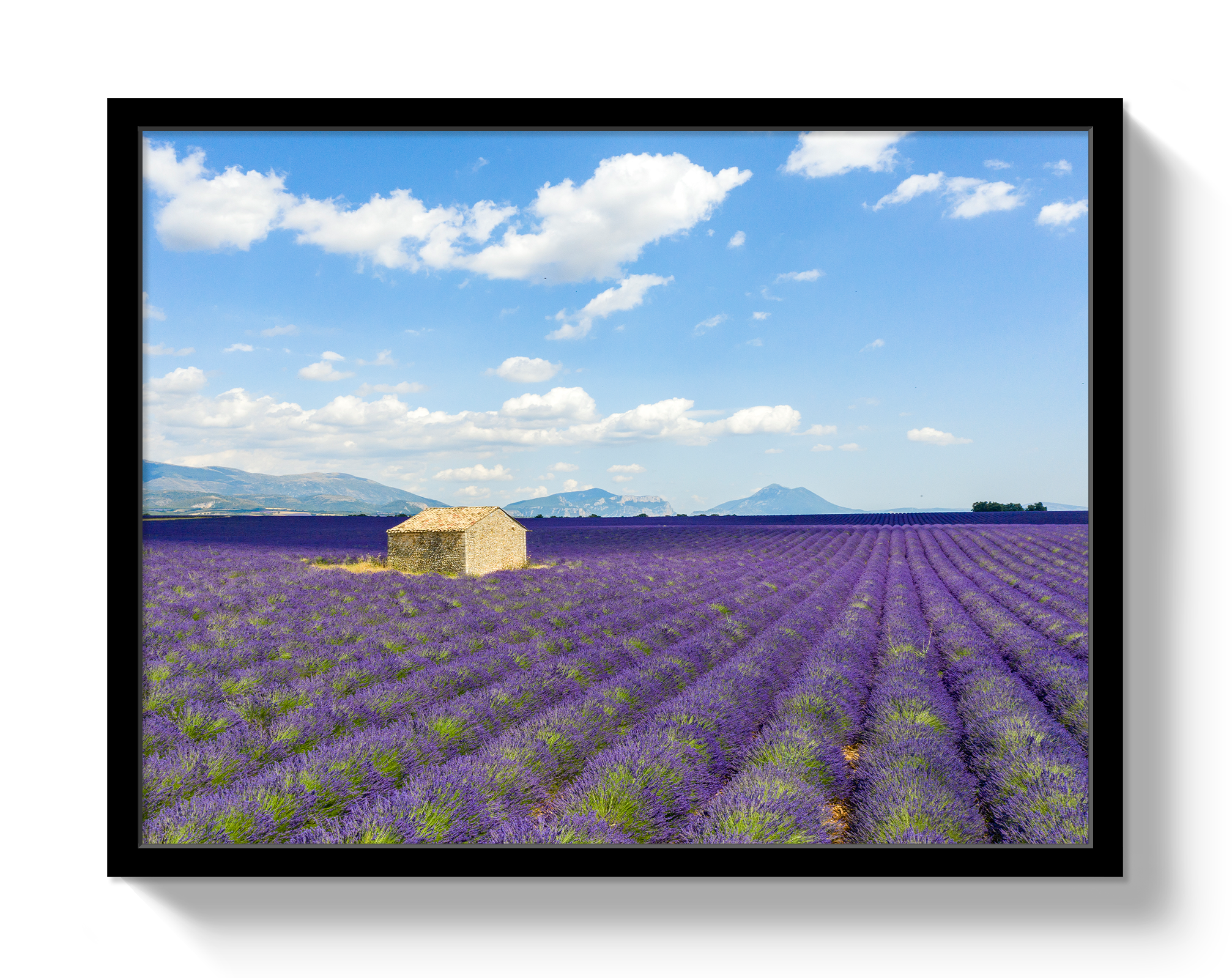 Lavender Fields