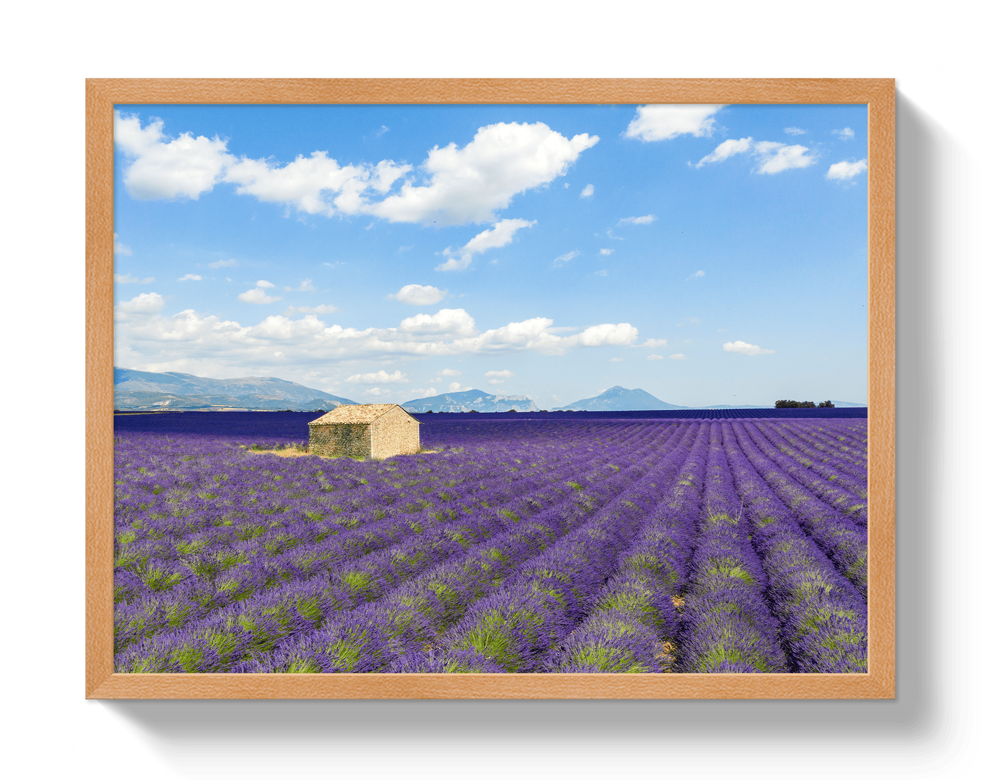 Johnny Vacay Oak / 11x14 / Full Bleed Lavender Fields