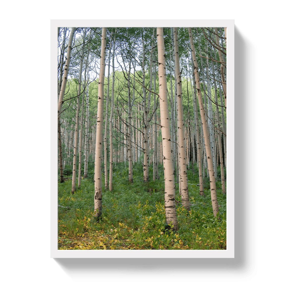 Johnny Vacay White / 11x14 / Full Bleed Aspen Grove