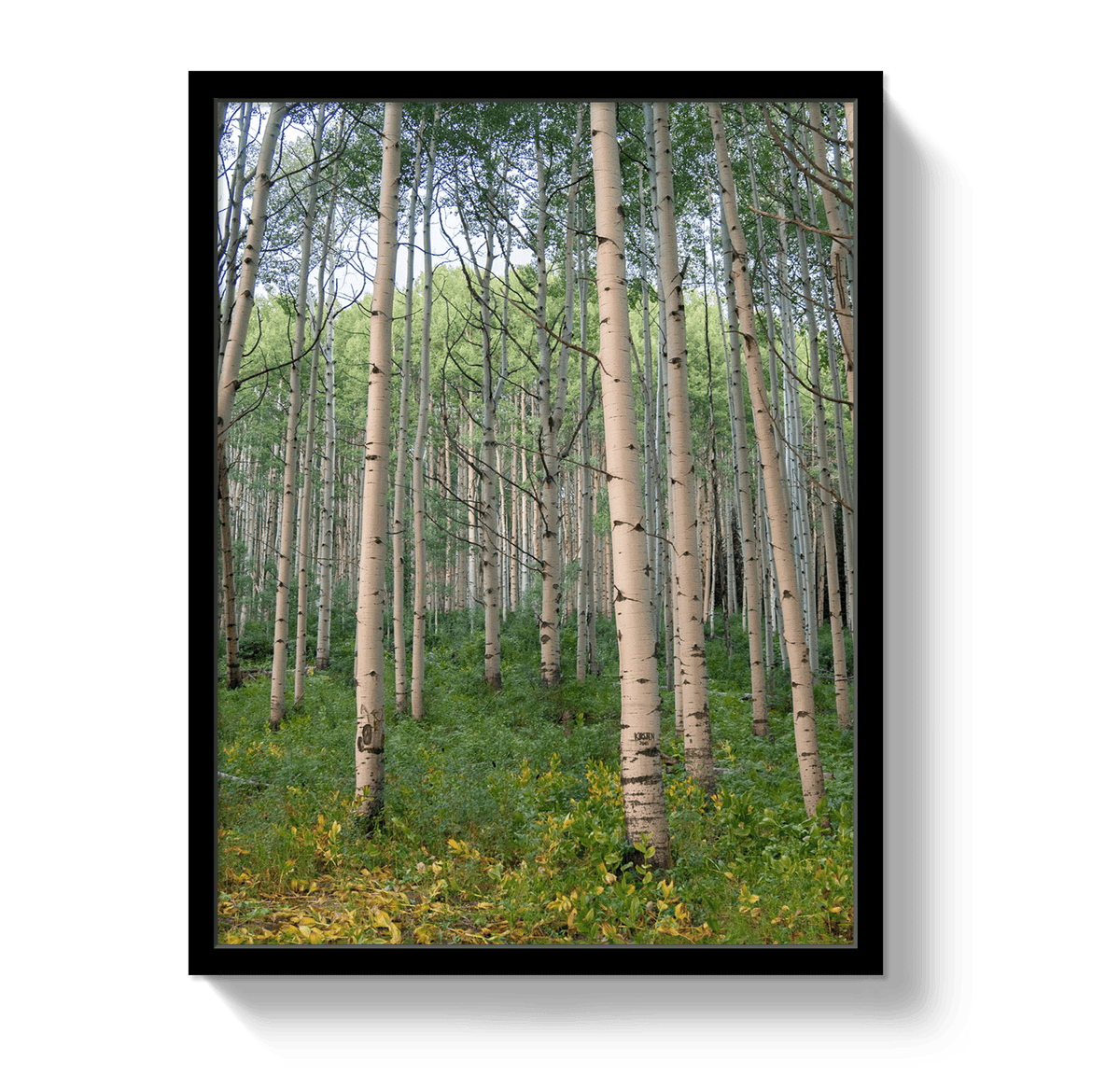 Johnny Vacay Black / 11x14 / Full Bleed Aspen Grove