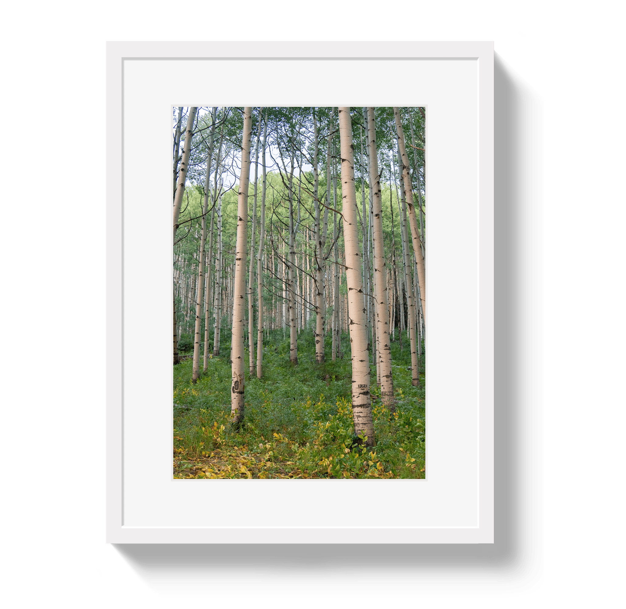 Johnny Vacay White / 11x14 / Border Aspen Grove