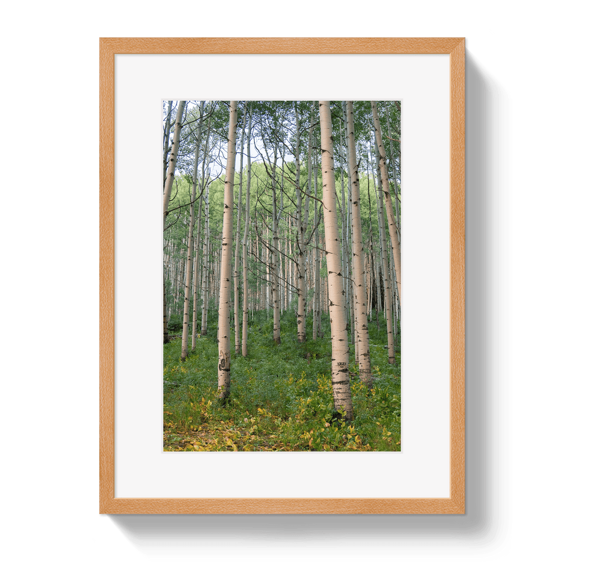Johnny Vacay Oak / 11x14 / Border Aspen Grove