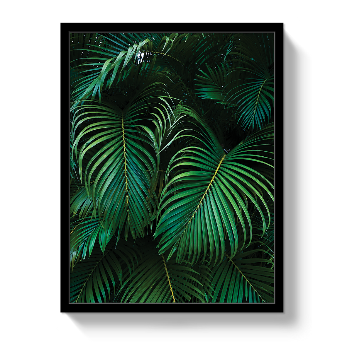 Palm