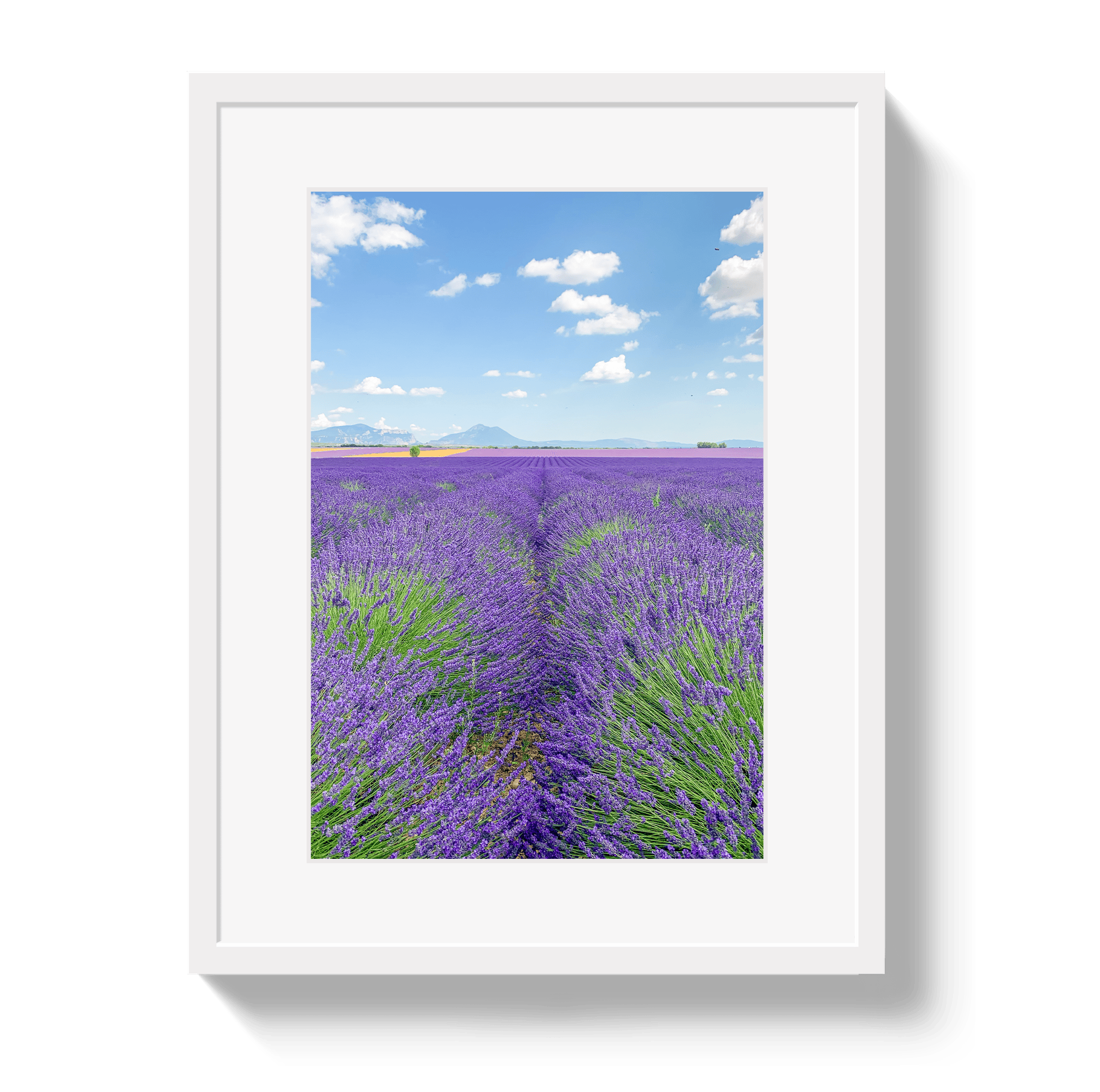 Johnny Vacay White / 11x14 / Border Lavender Fields 2