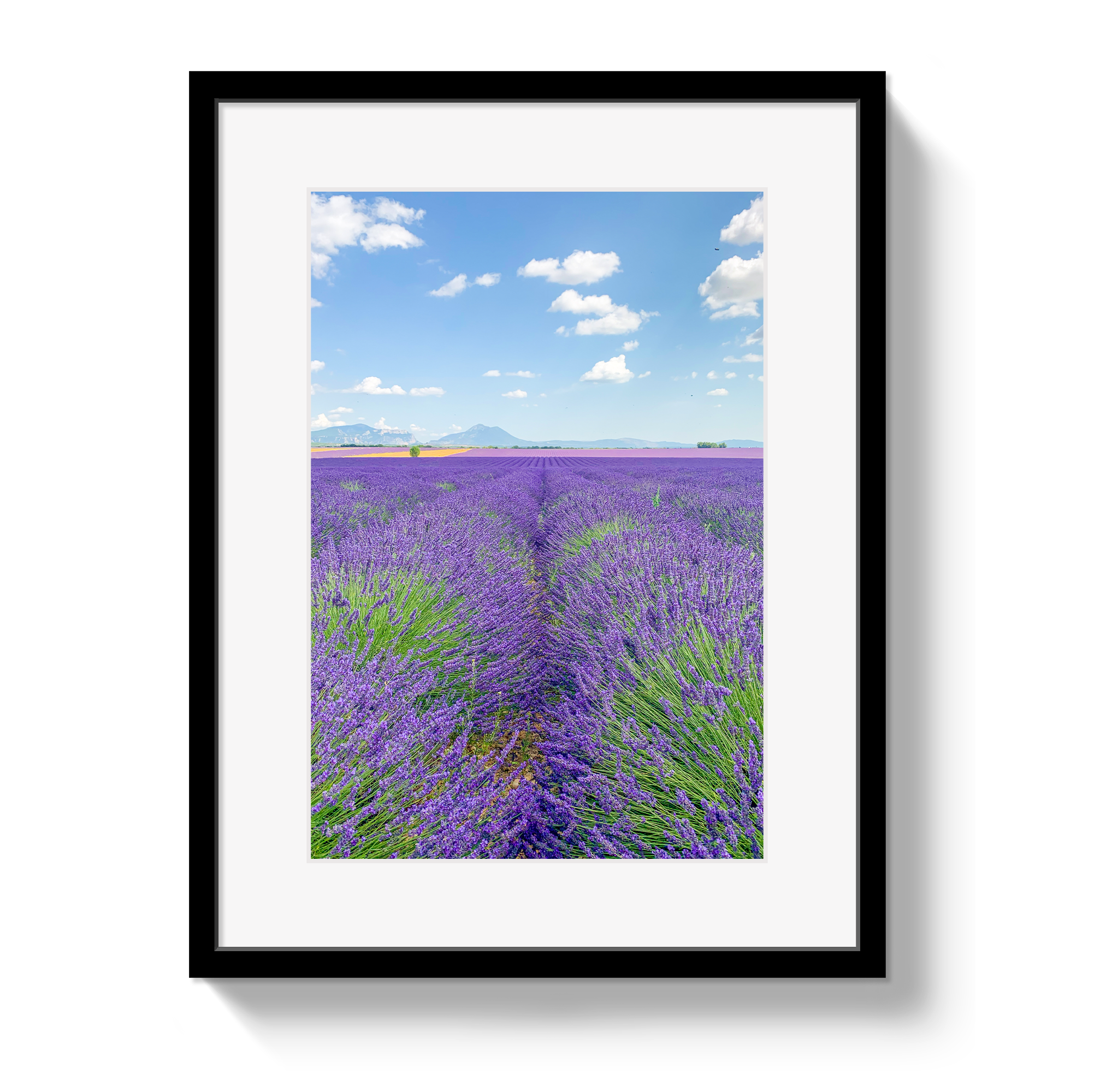 Framed print of a lavender field with a blue sky.