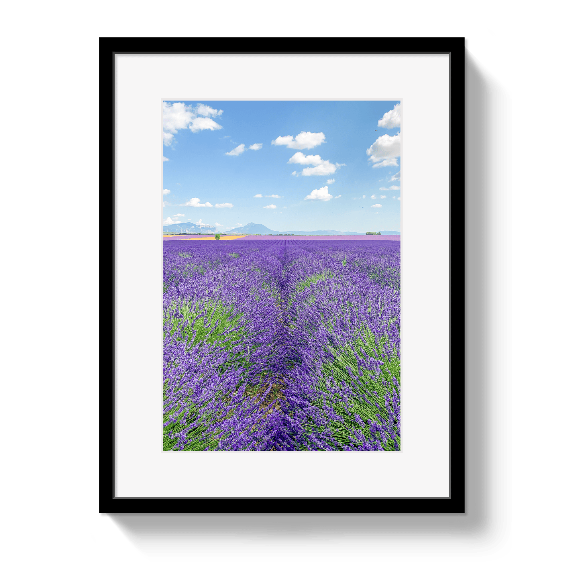 Framed print of a lavender field with a blue sky.