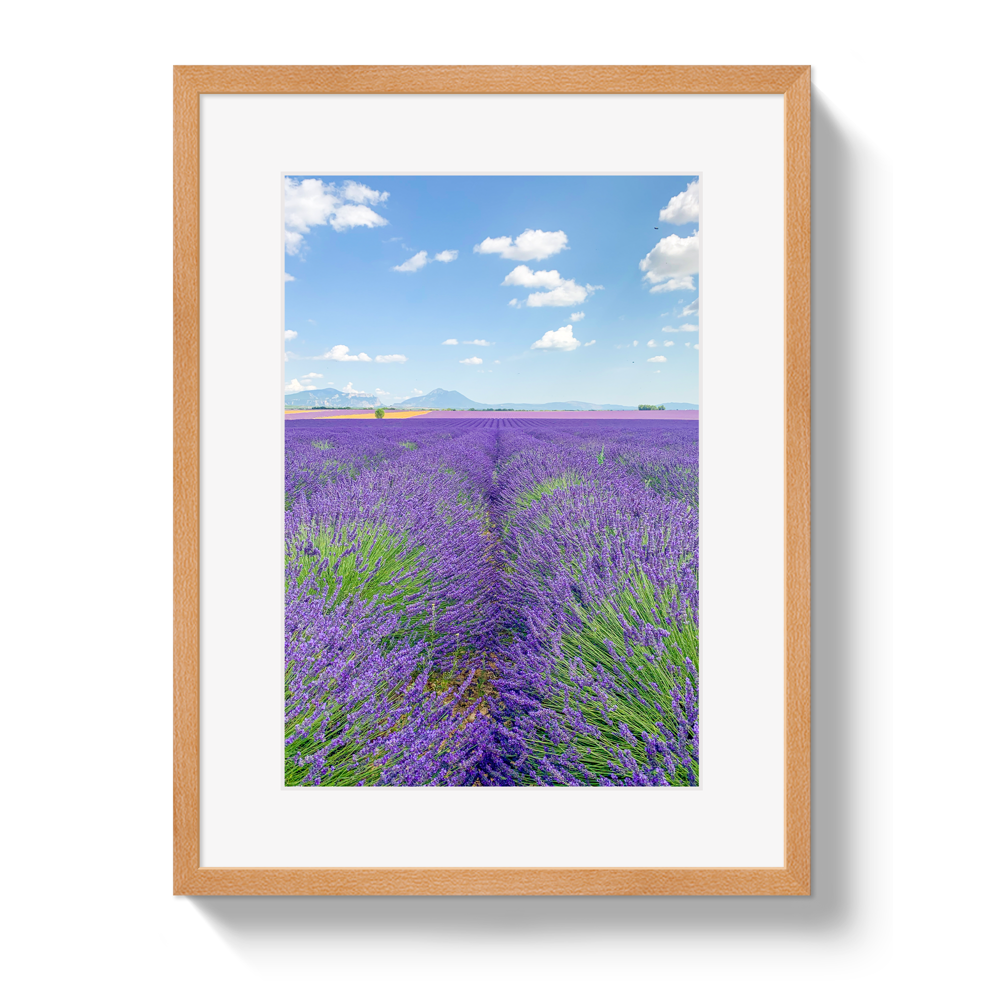 Lavender Fields 2