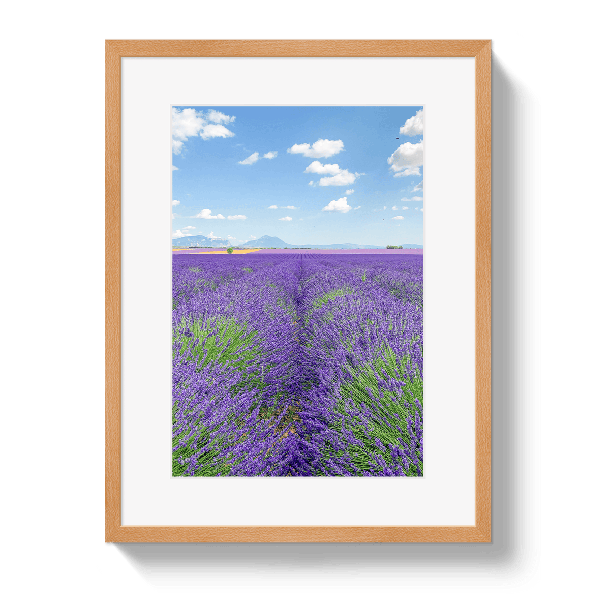 Johnny Vacay Oak / 11x14 / Border Lavender Fields 2