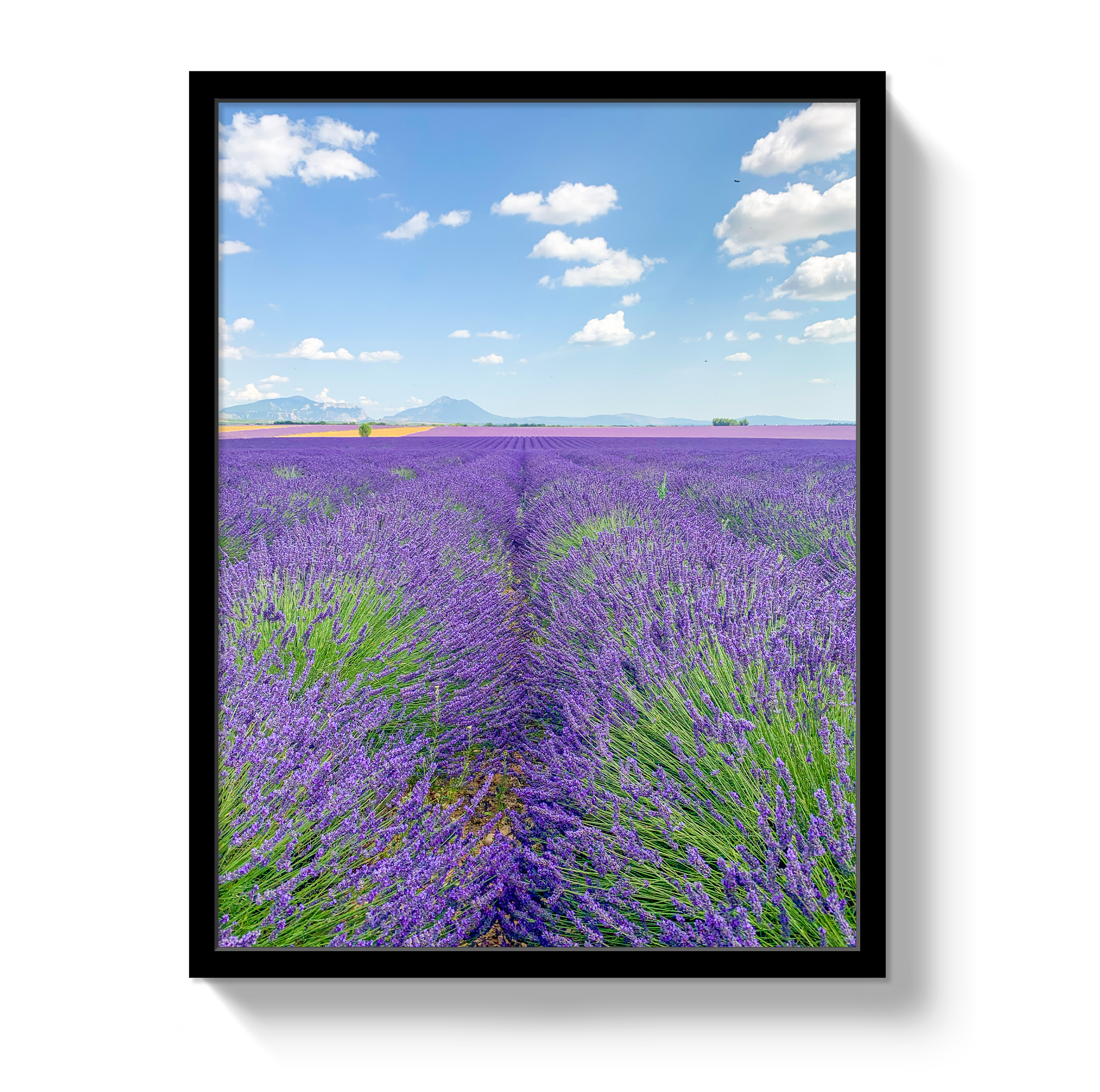 Lavender Fields 2
