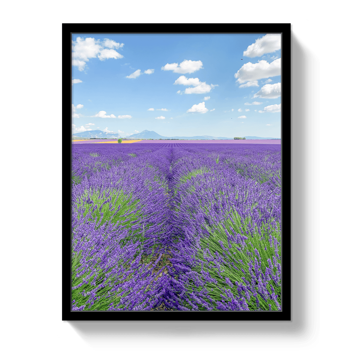 Johnny Vacay Black / 11x14 / Full Bleed Lavender Fields 2