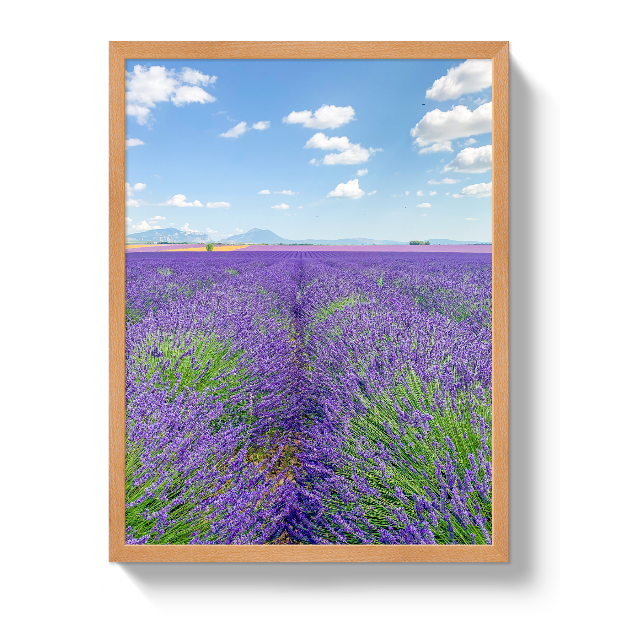 Lavender Fields 2