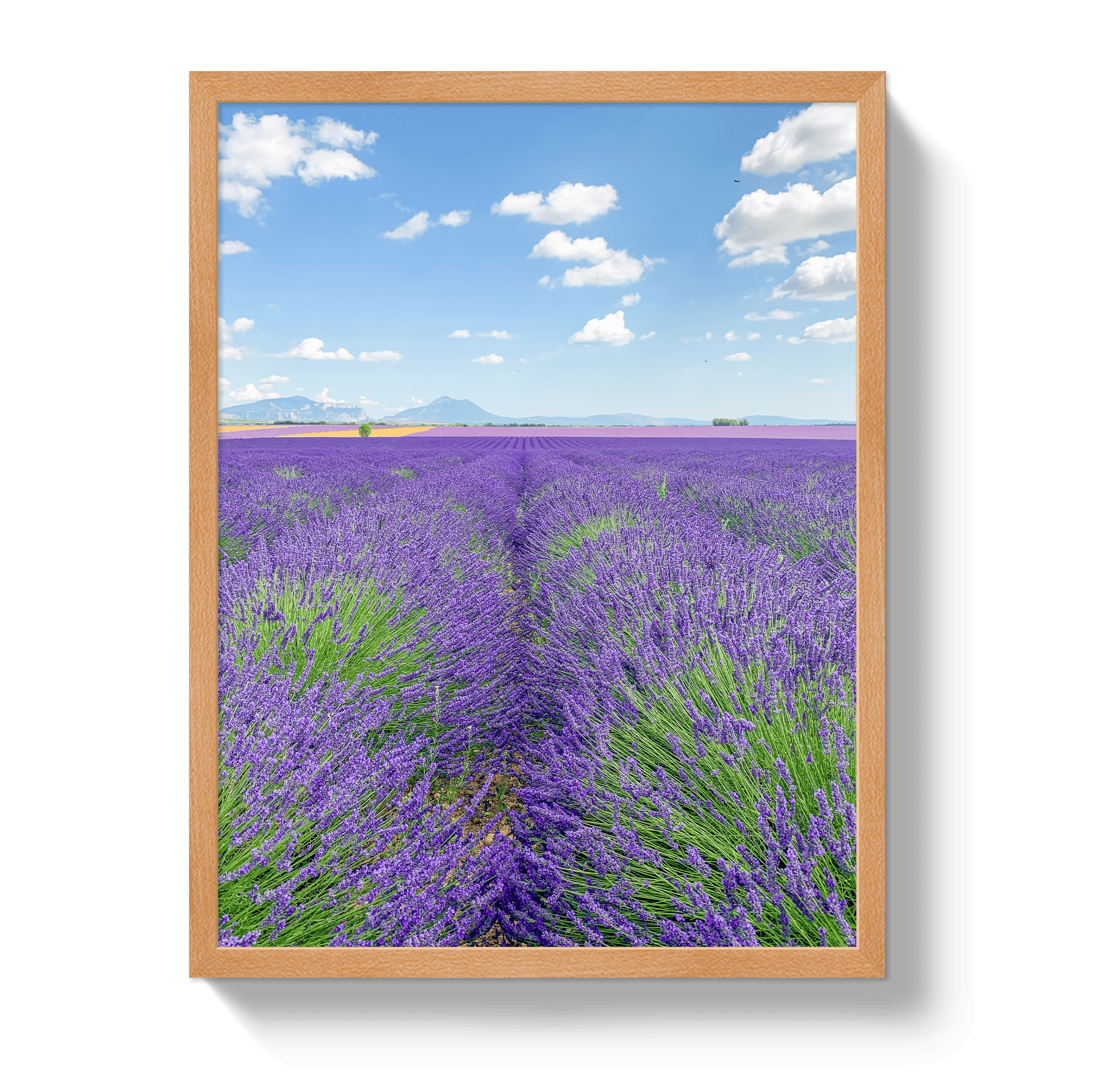 Johnny Vacay Oak / 11x14 / Full Bleed Lavender Fields 2