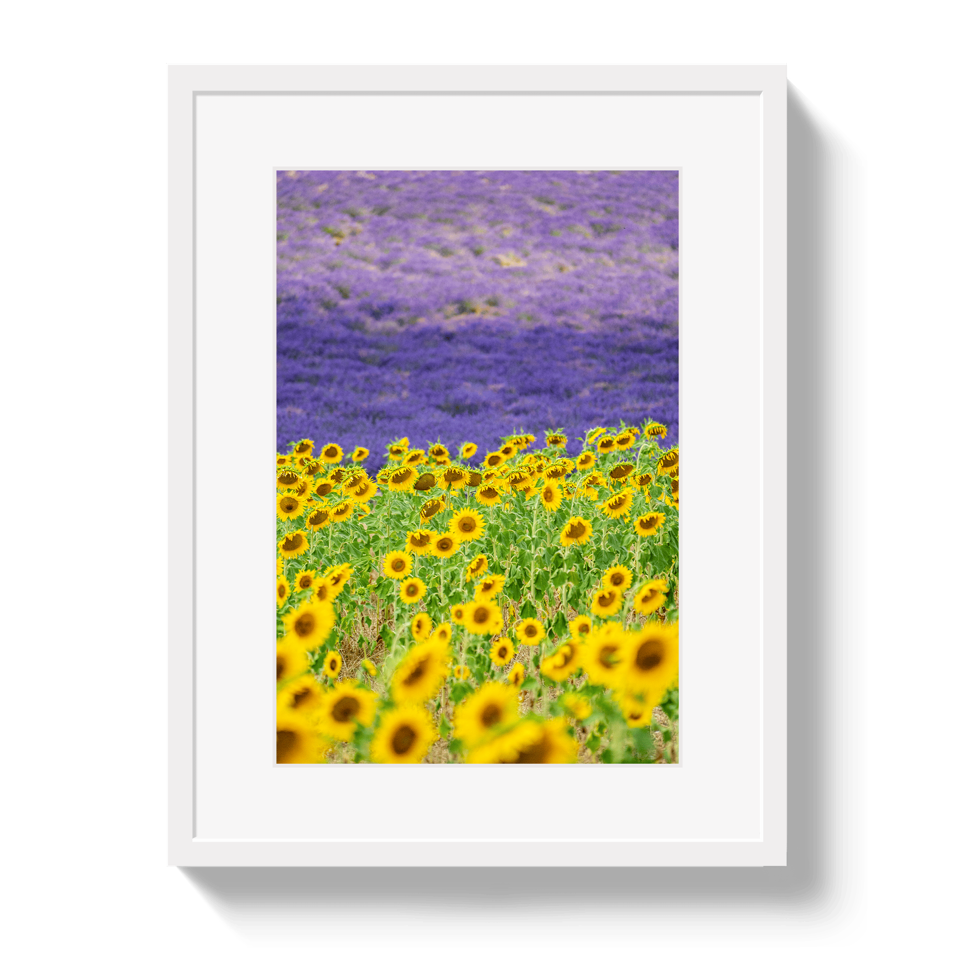 Johnny Vacay White / 11x14 / Matte Sun and Lavender