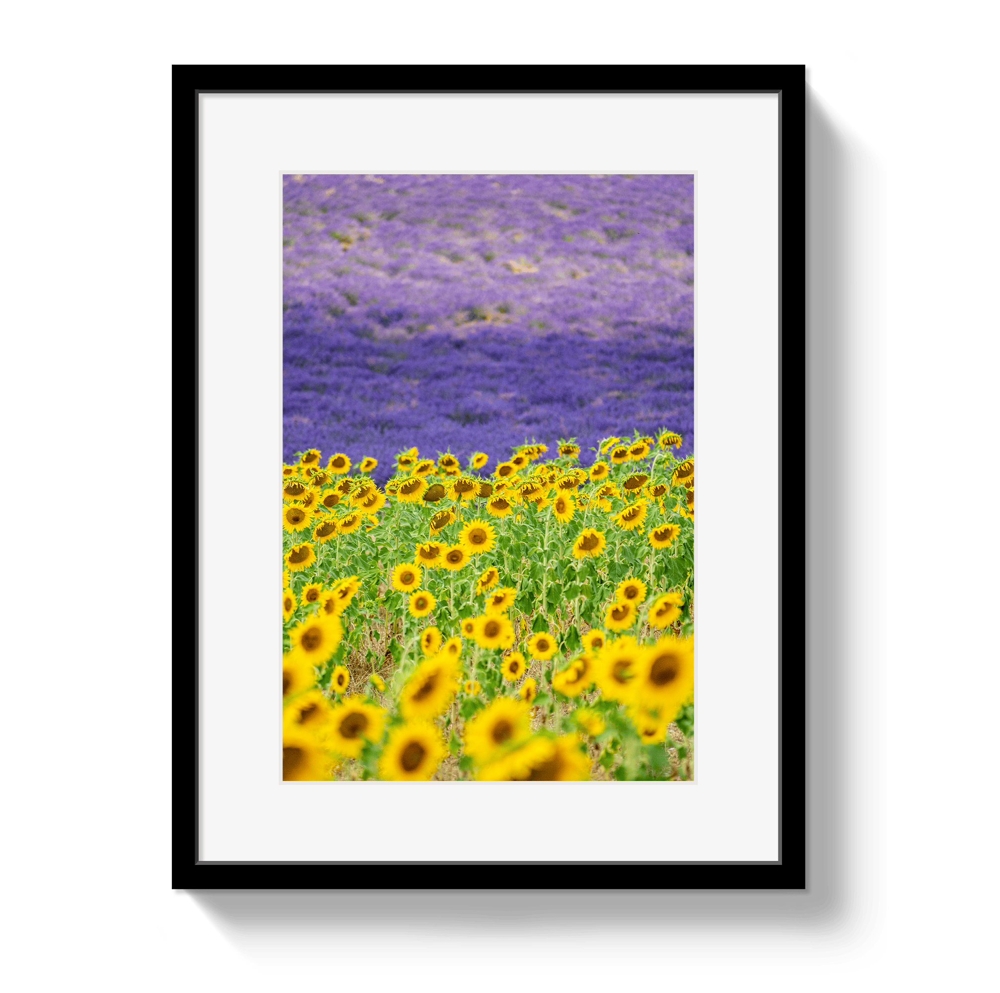 Framed artwork of sunflowers and lavender field