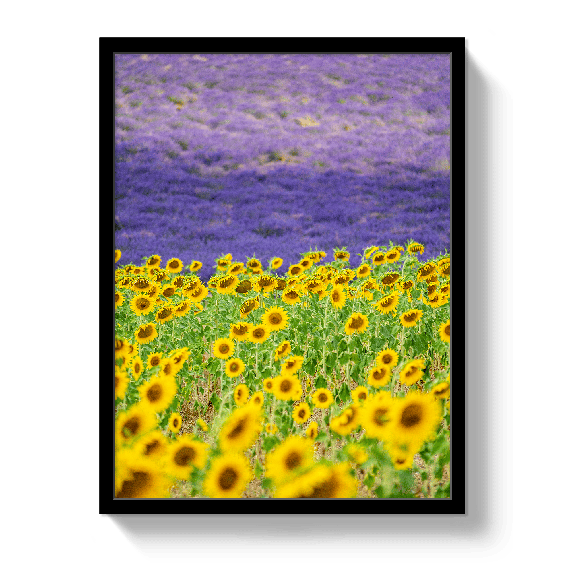 Johnny Vacay Black / 11x14 / Full Bleed Sun and Lavender