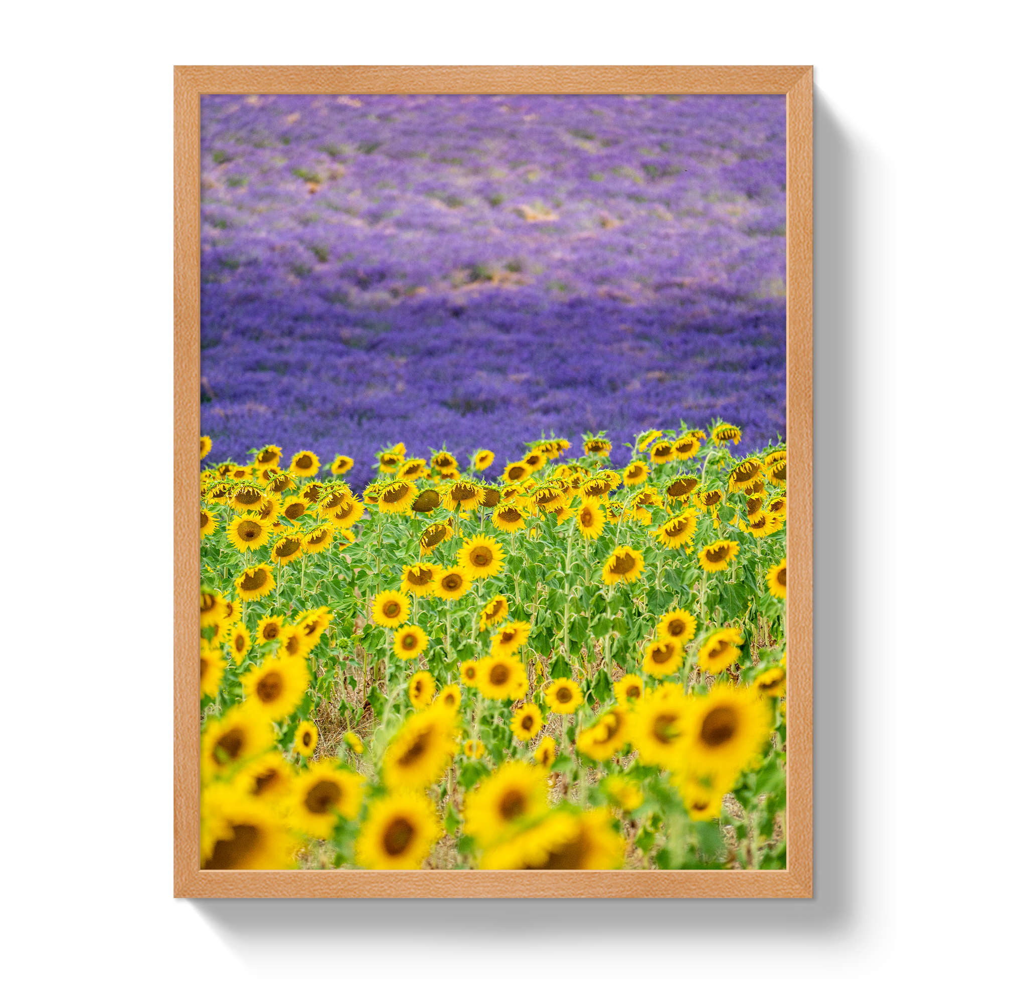 Sun and Lavender