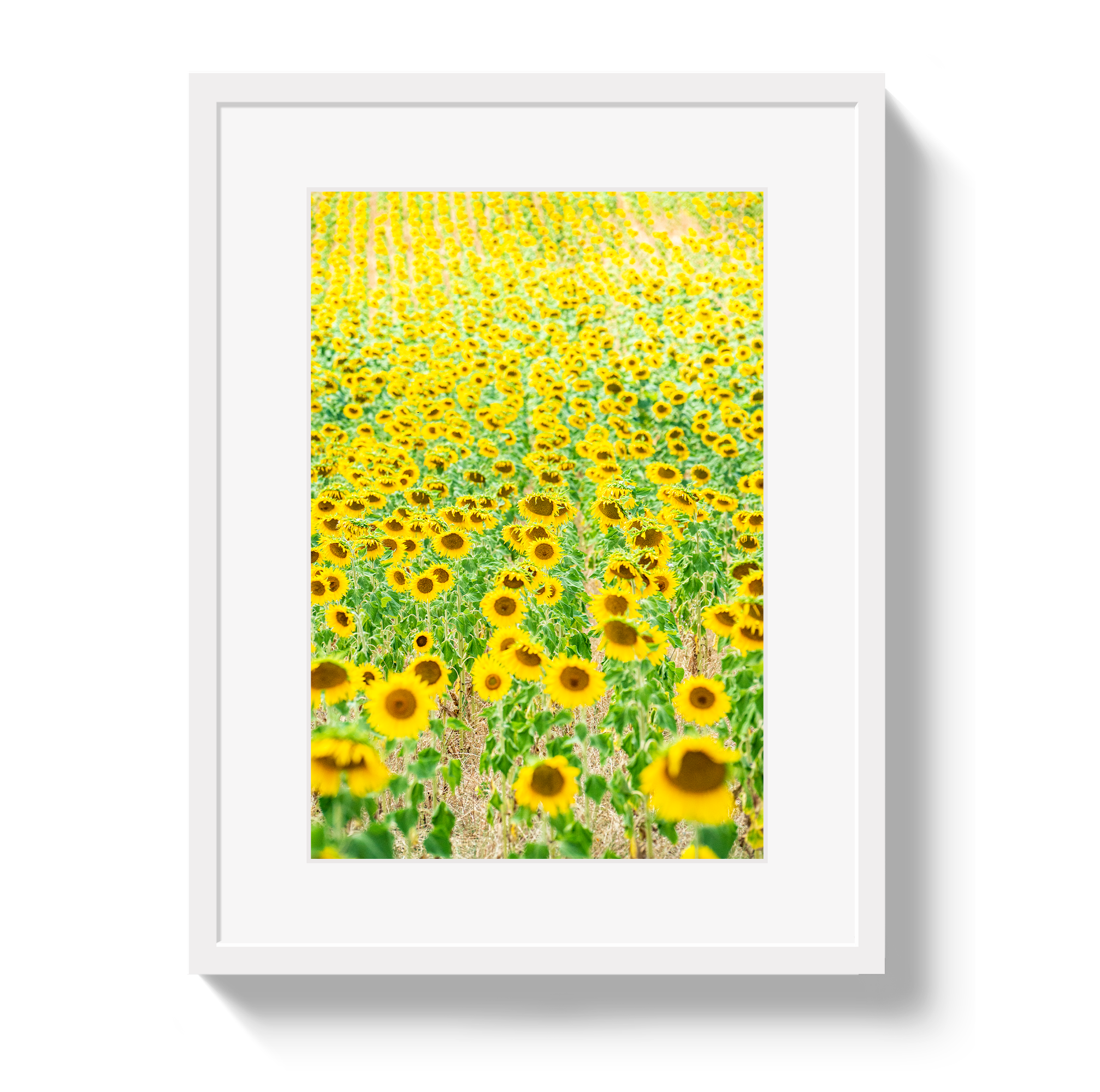 Provence Sunflowers
