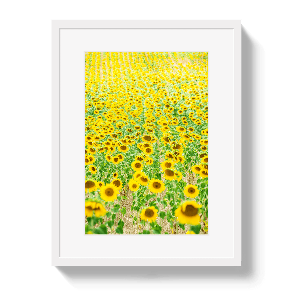 Johnny Vacay White / 11x14 / Border Provence Sunflowers