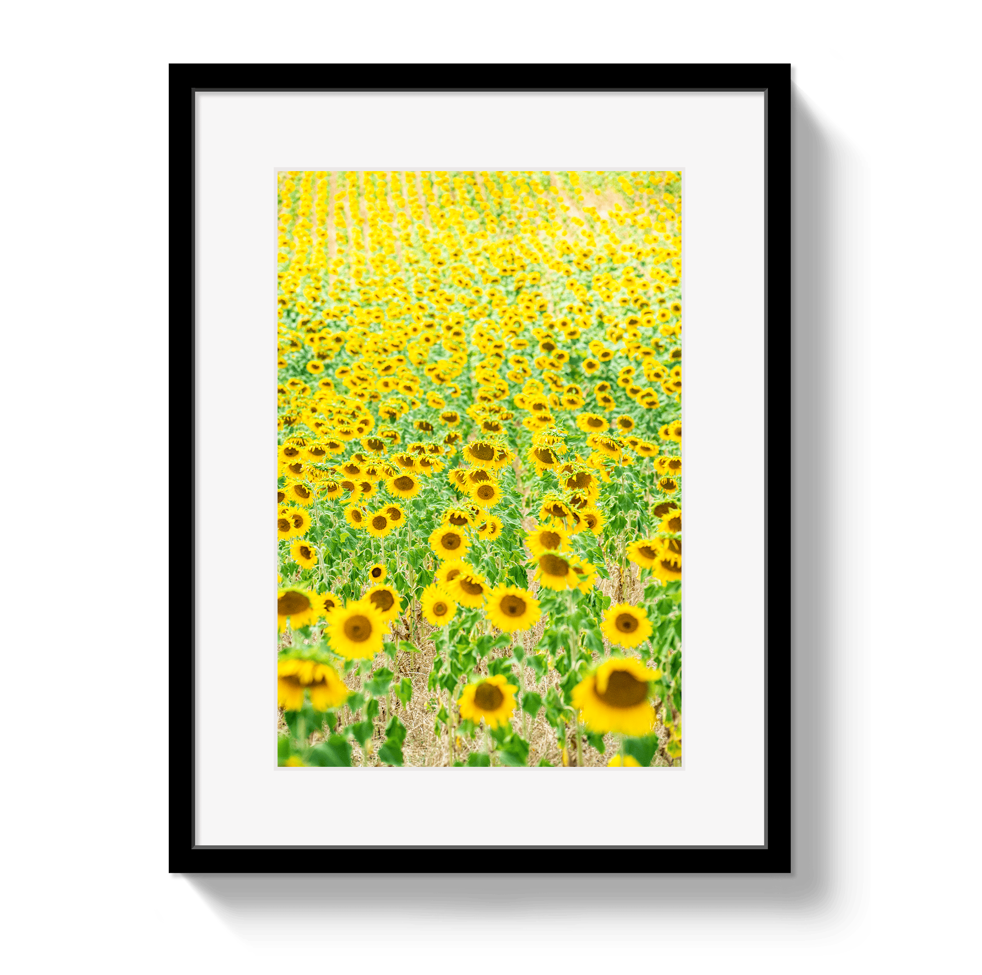 Johnny Vacay Black / 11x14 / Matte Provence Sunflowers