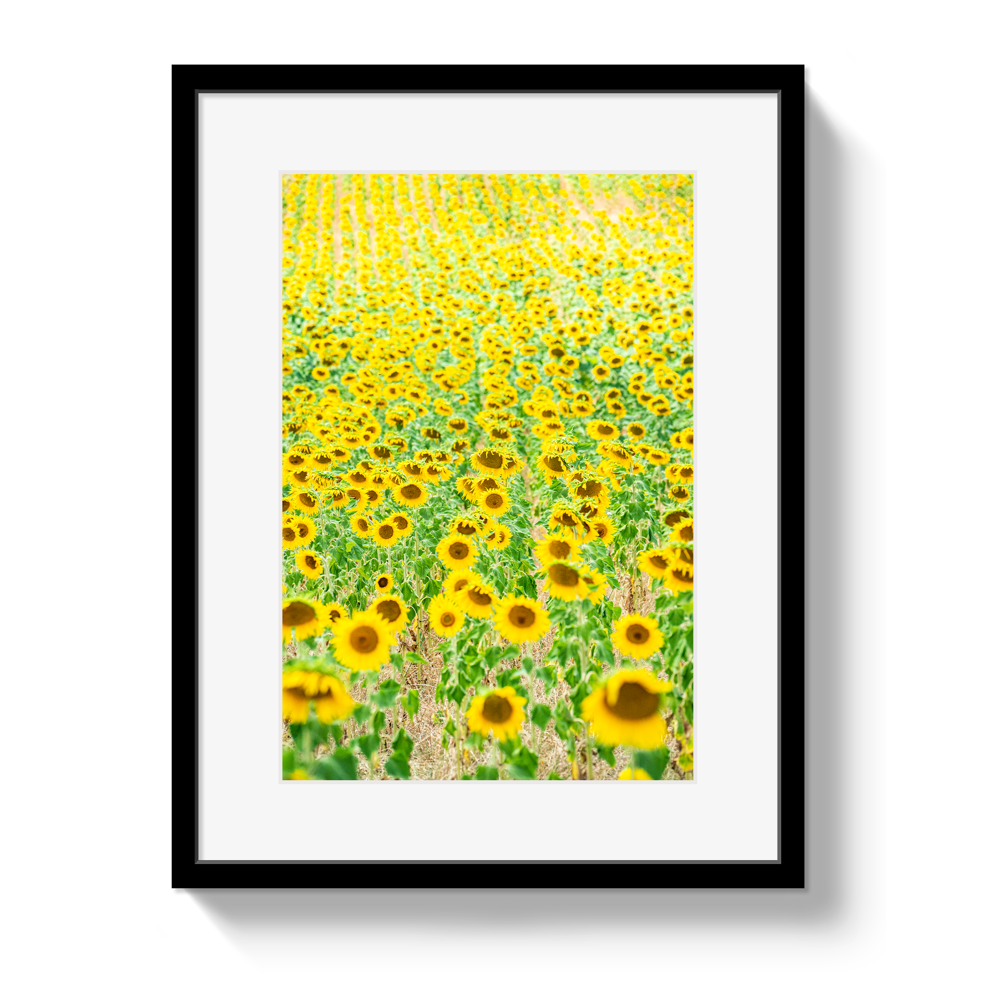 Provence Sunflowers