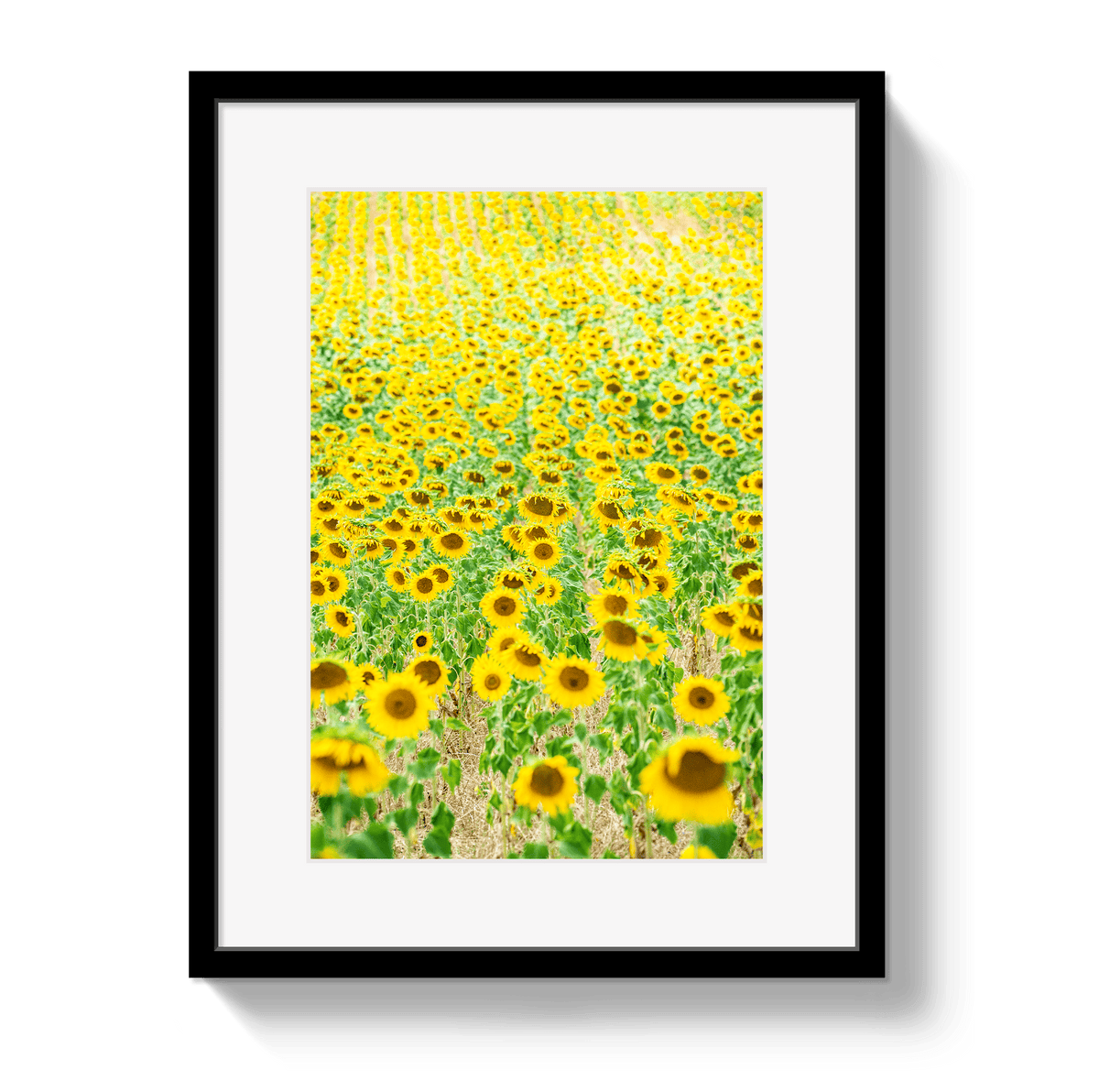 Johnny Vacay Black / 11x14 / Border Provence Sunflowers