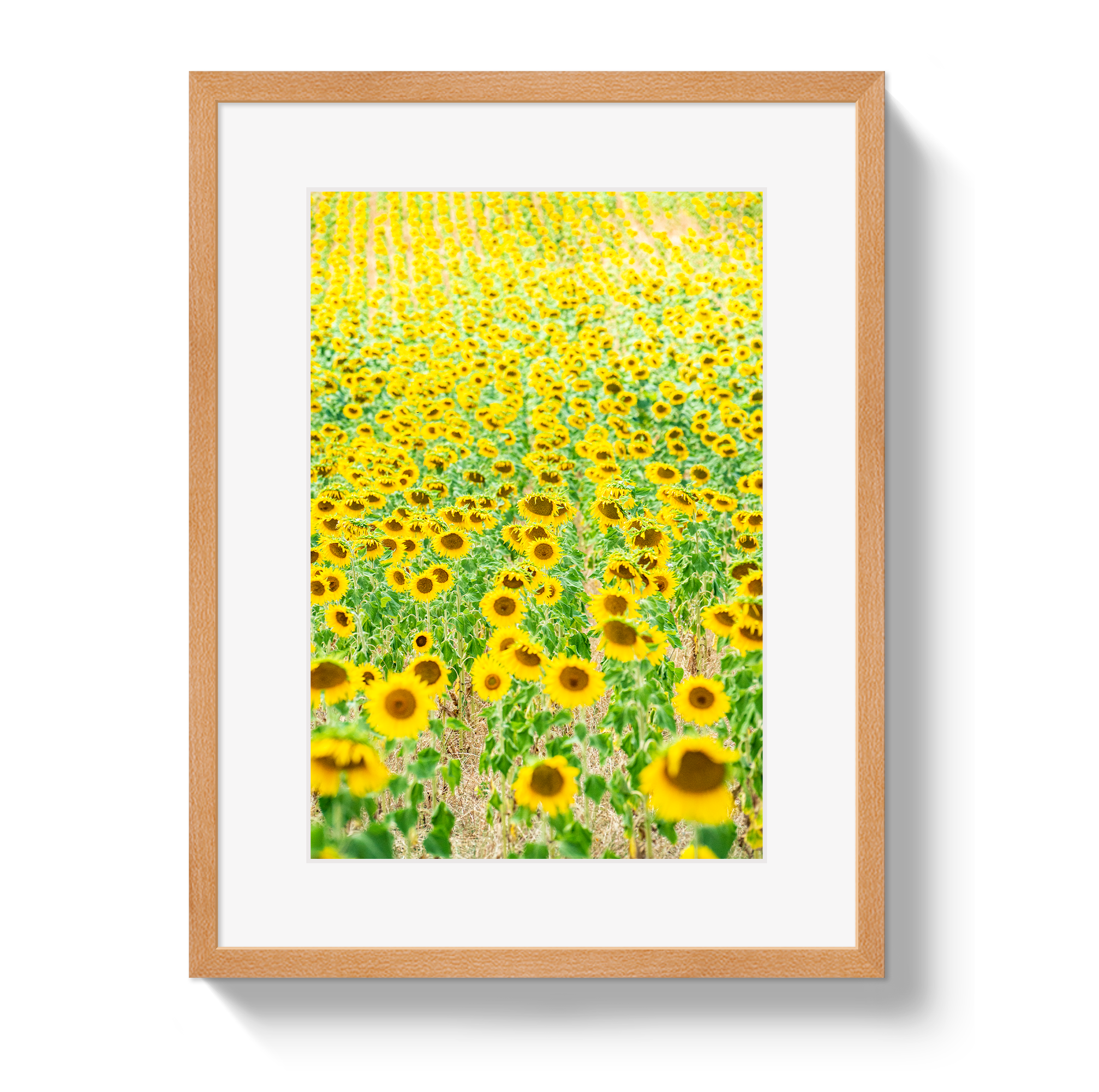 Provence Sunflowers