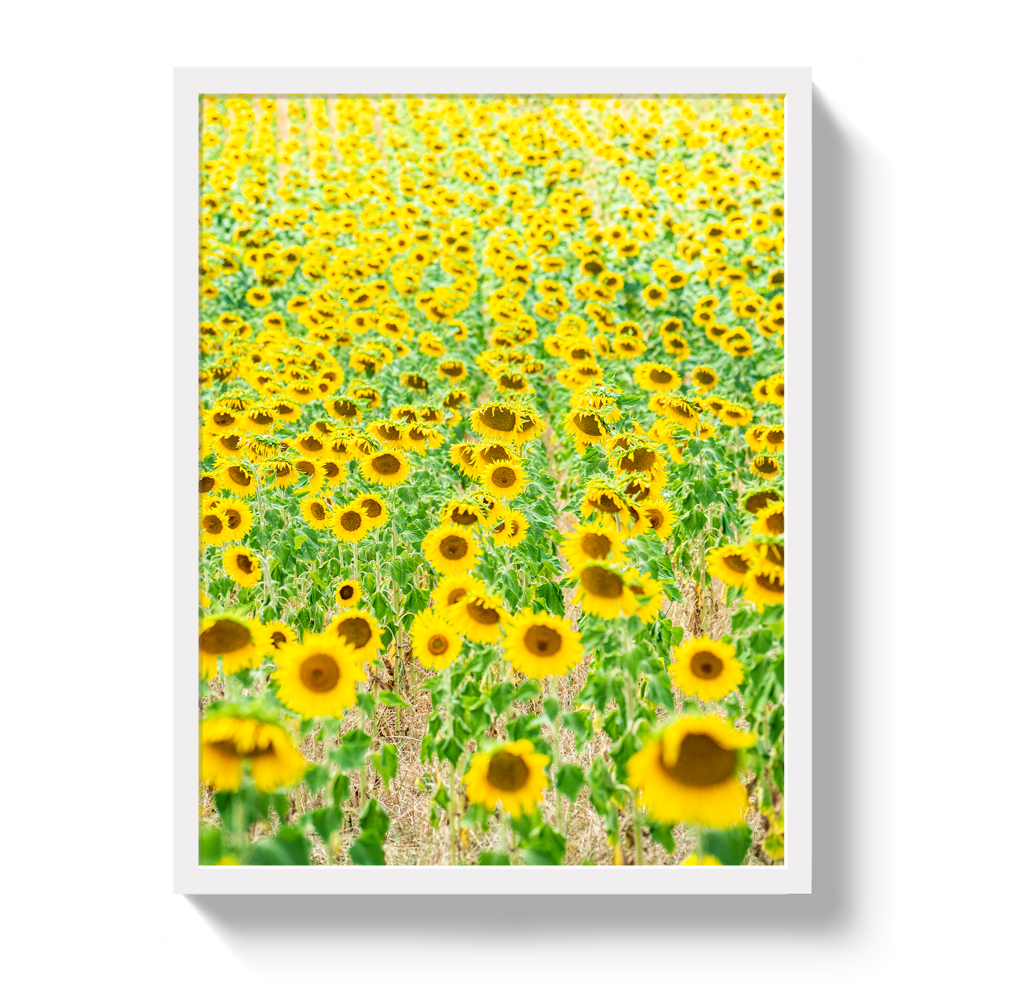 Provence Sunflowers