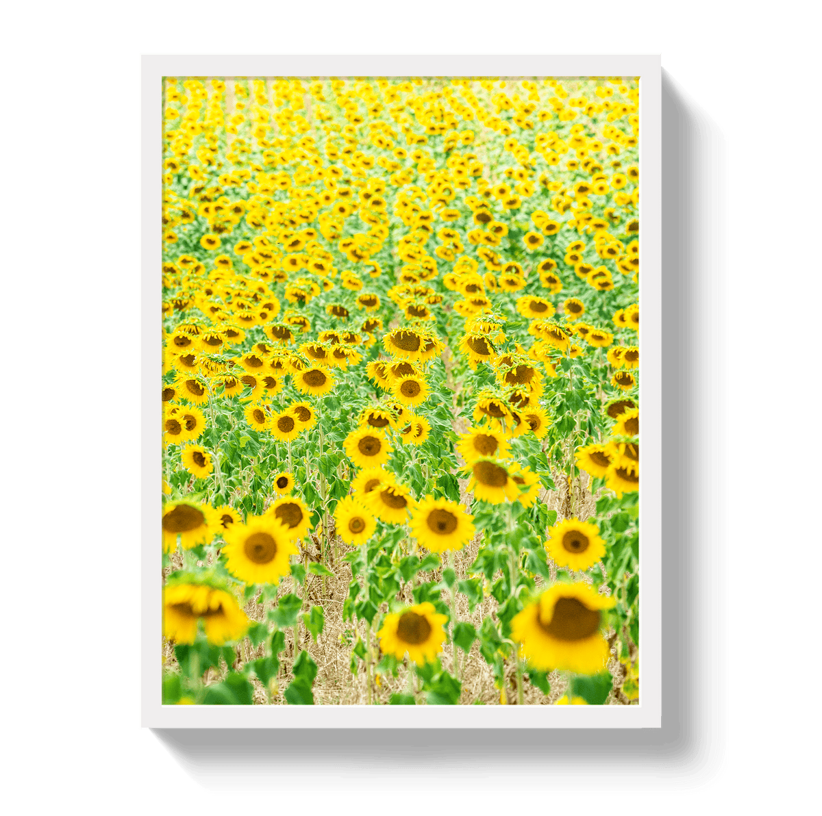 Johnny Vacay White / 11x14 / Full Bleed Provence Sunflowers