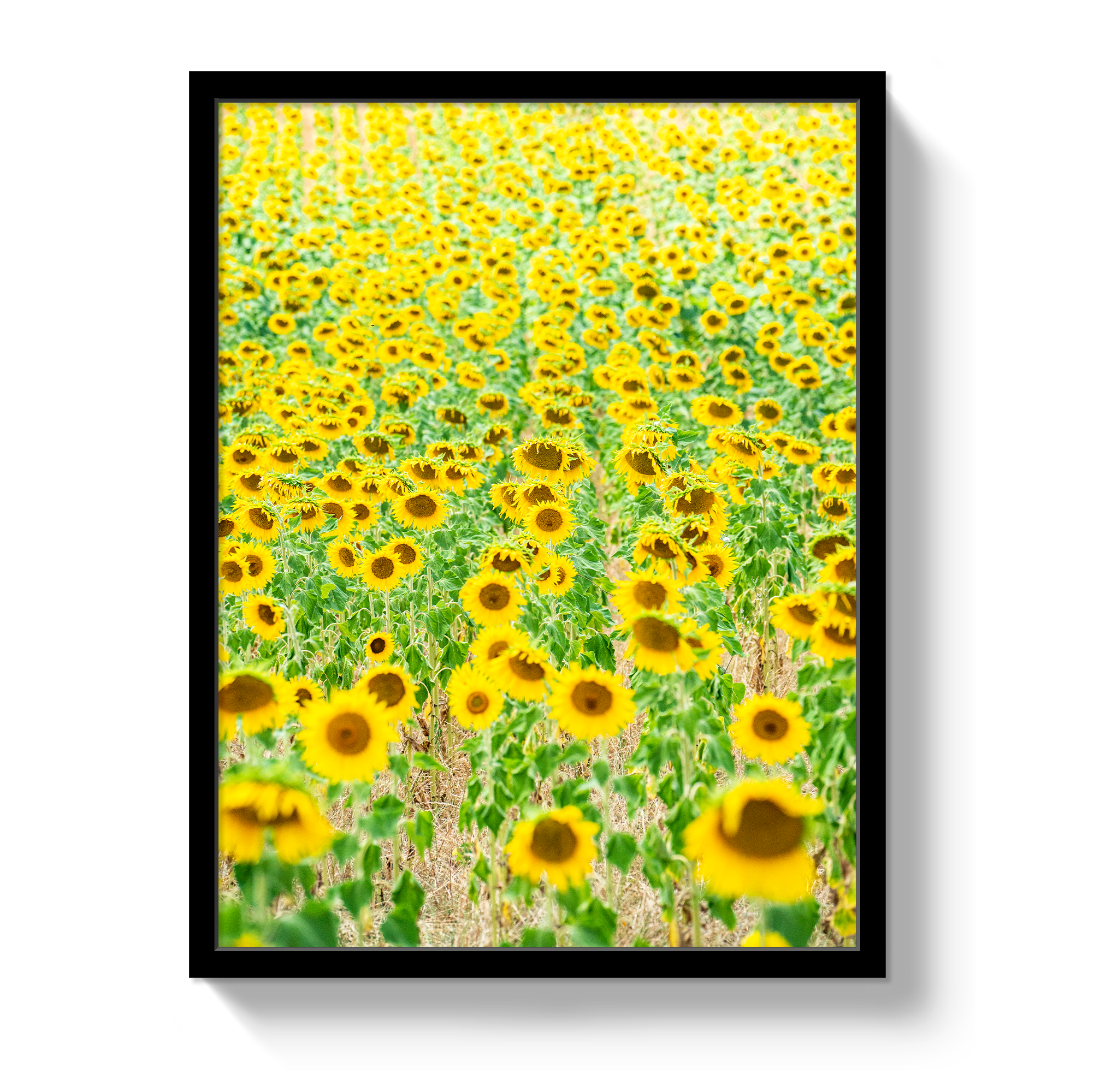 Provence Sunflowers