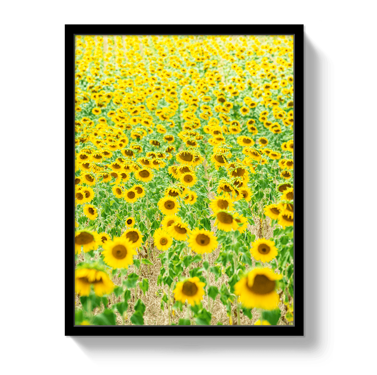 Johnny Vacay Black / 11x14 / Full Bleed Provence Sunflowers