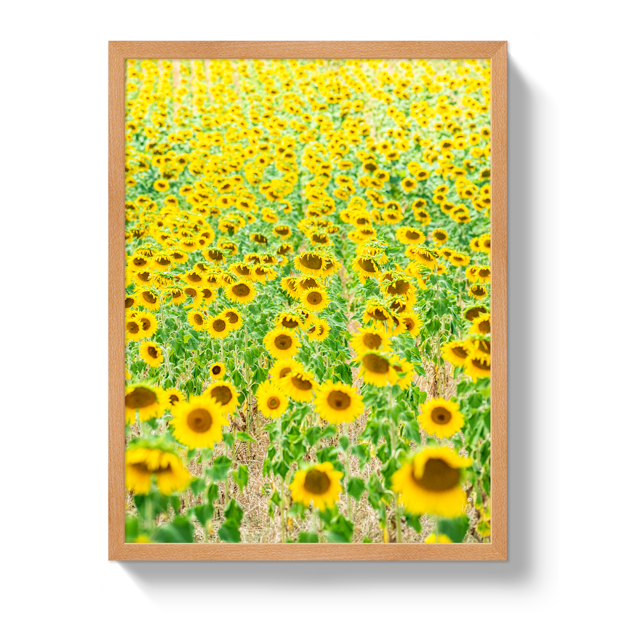 Provence Sunflowers