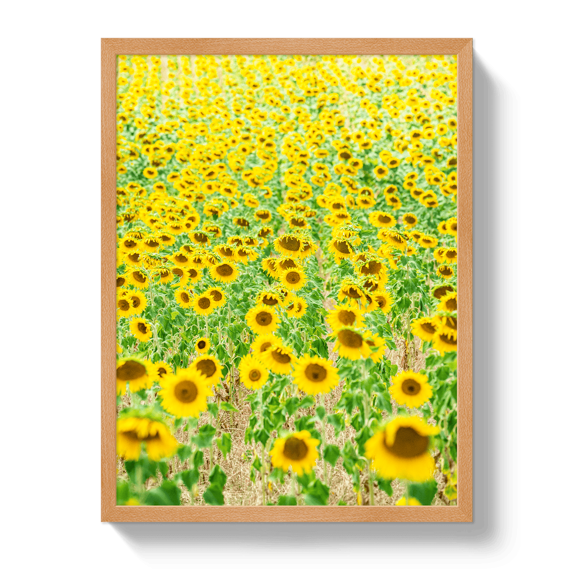 Johnny Vacay Oak / 11x14 / Full Bleed Provence Sunflowers