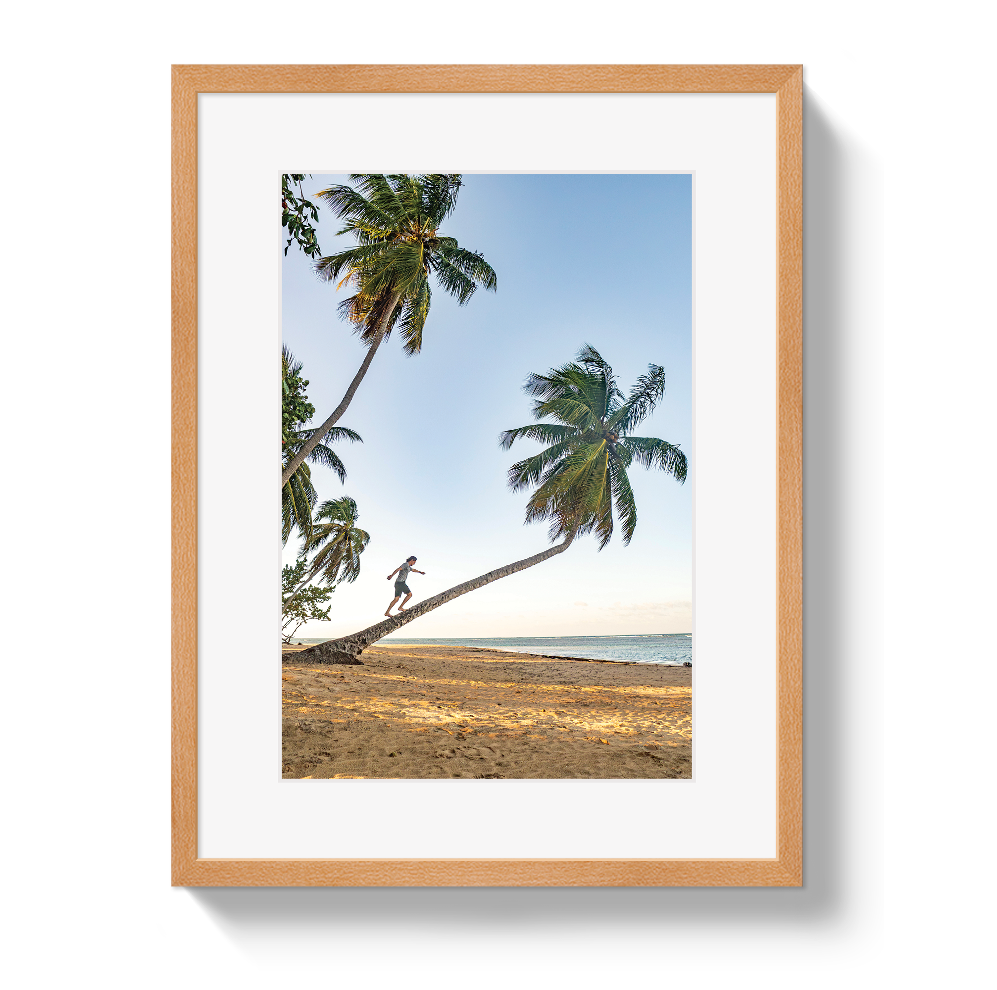 Palm Walk