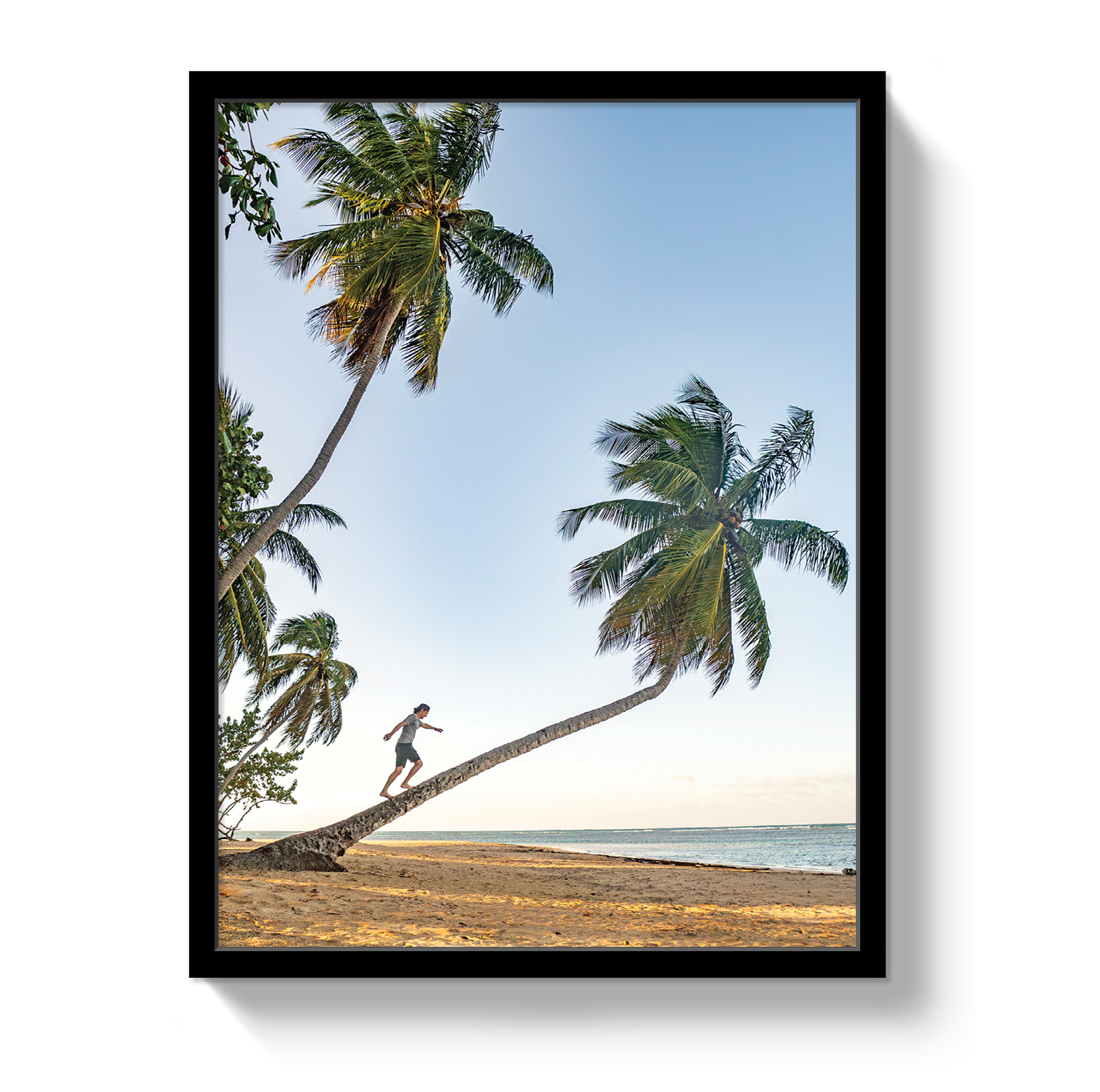 Palm Walk
