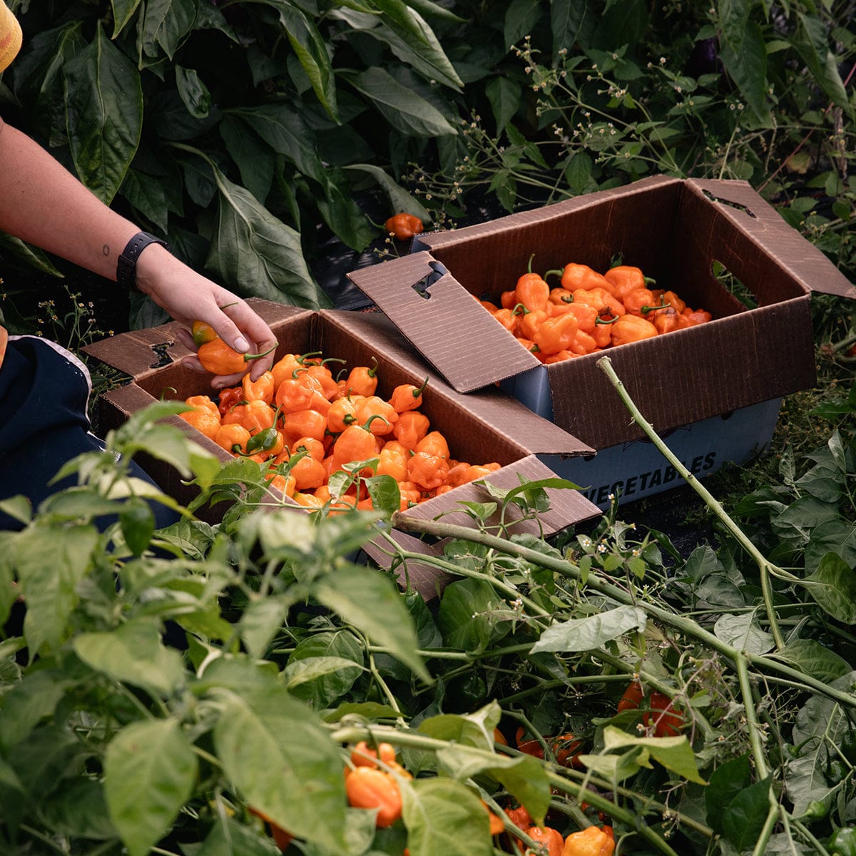 Blake Hill Preserves jam Mango Habanero