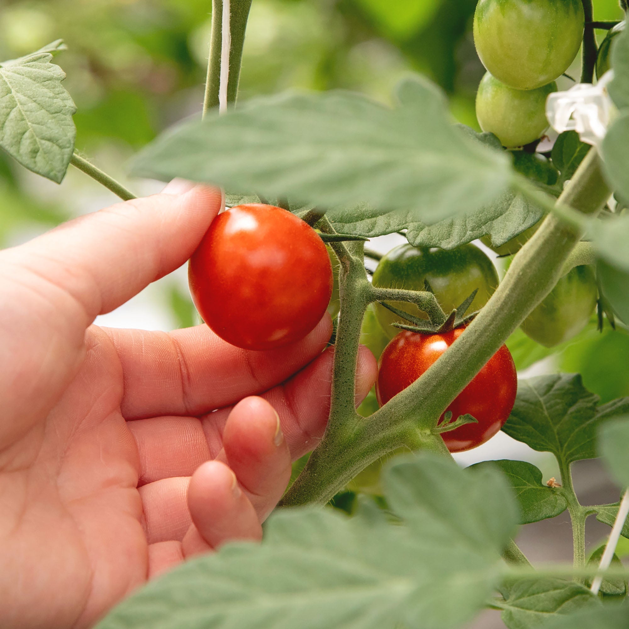 Fresh Tomato Savory Jam