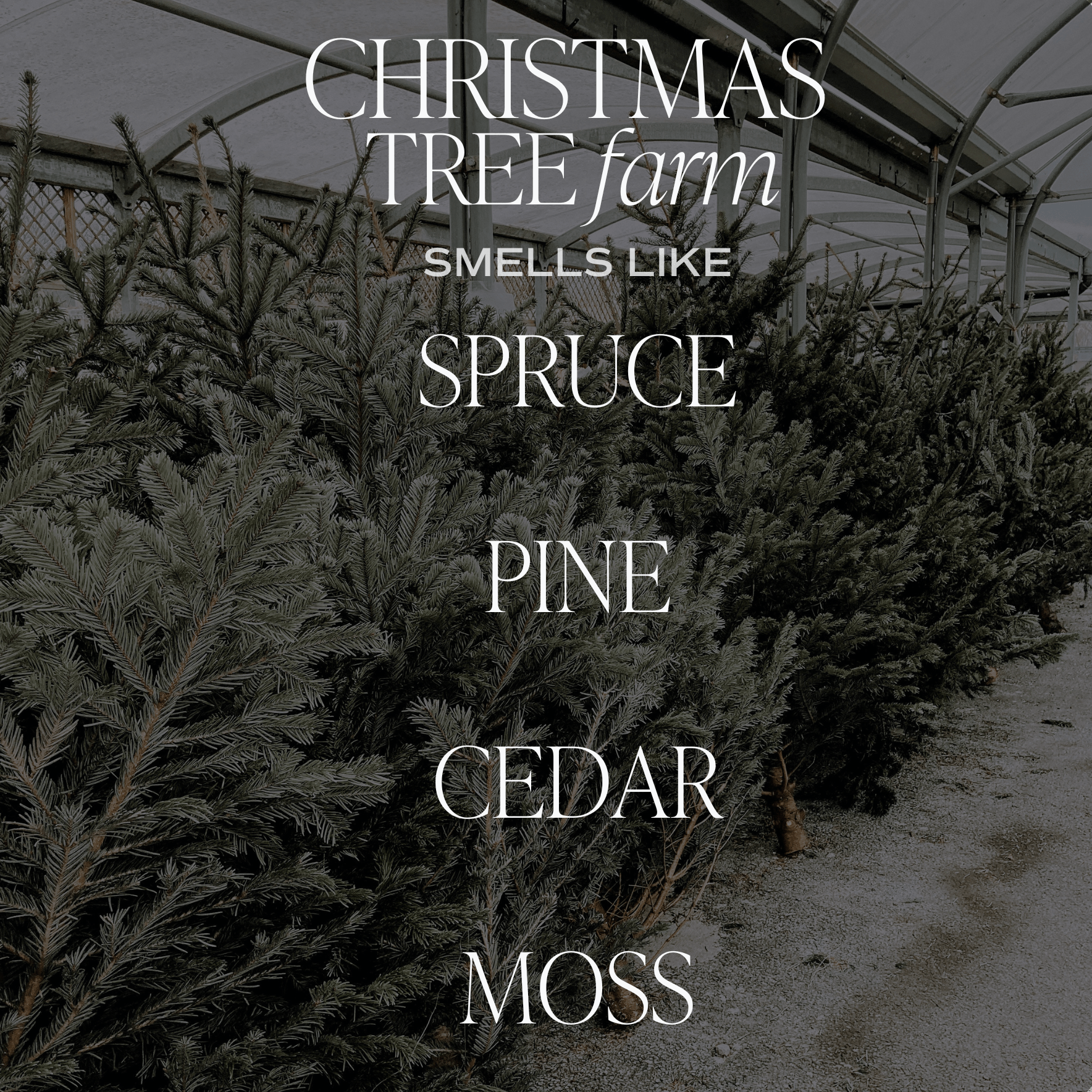 Christmas Tree Farm Soy Candle - Green Matte Jar - 15 oz - My American Goods