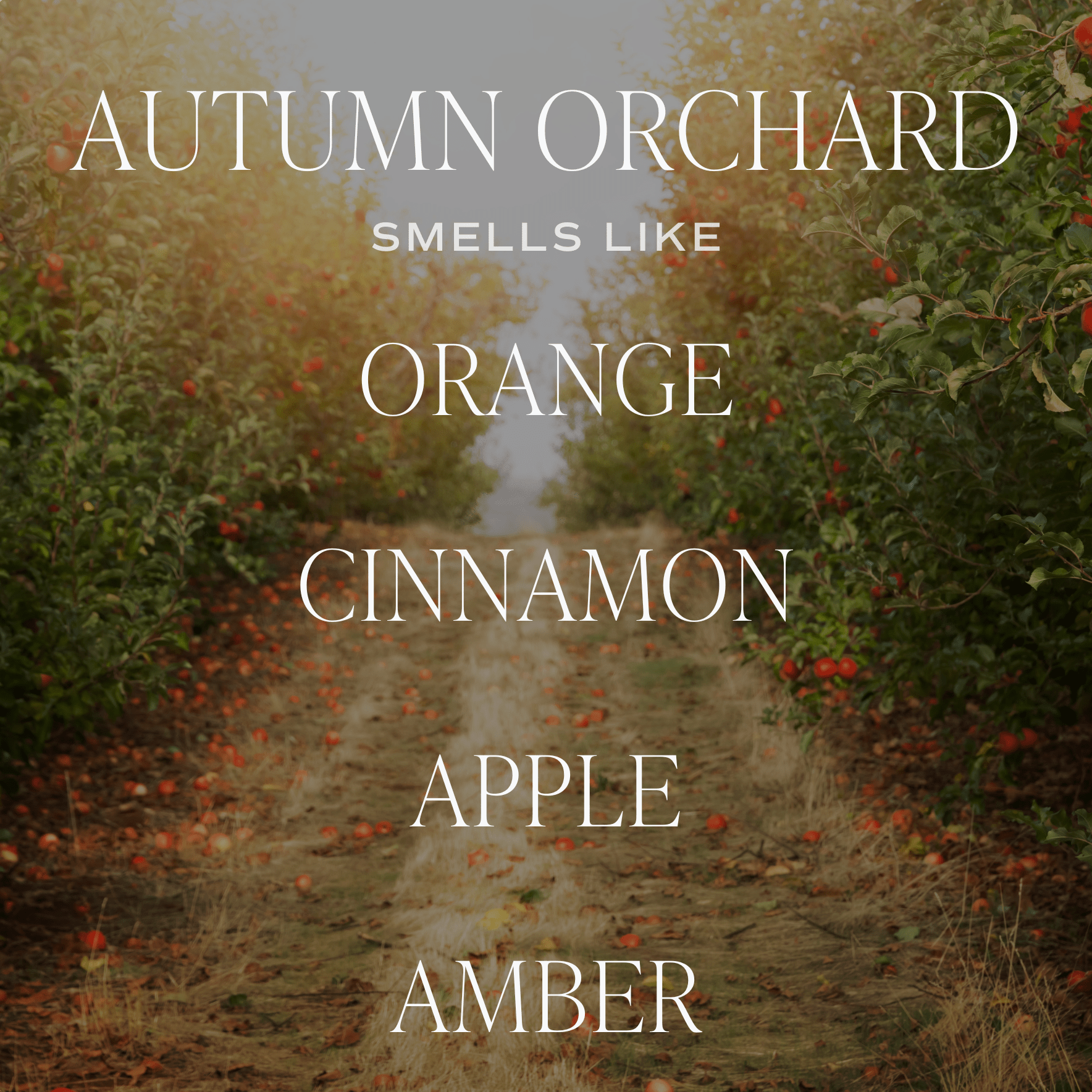 Autumn Orchard Soy Candle - Patterned 9 oz - Clear Jar (Mulled Cider) - My American Goods