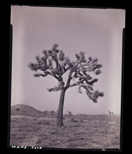 Joshua Tree National Park - My American Goods