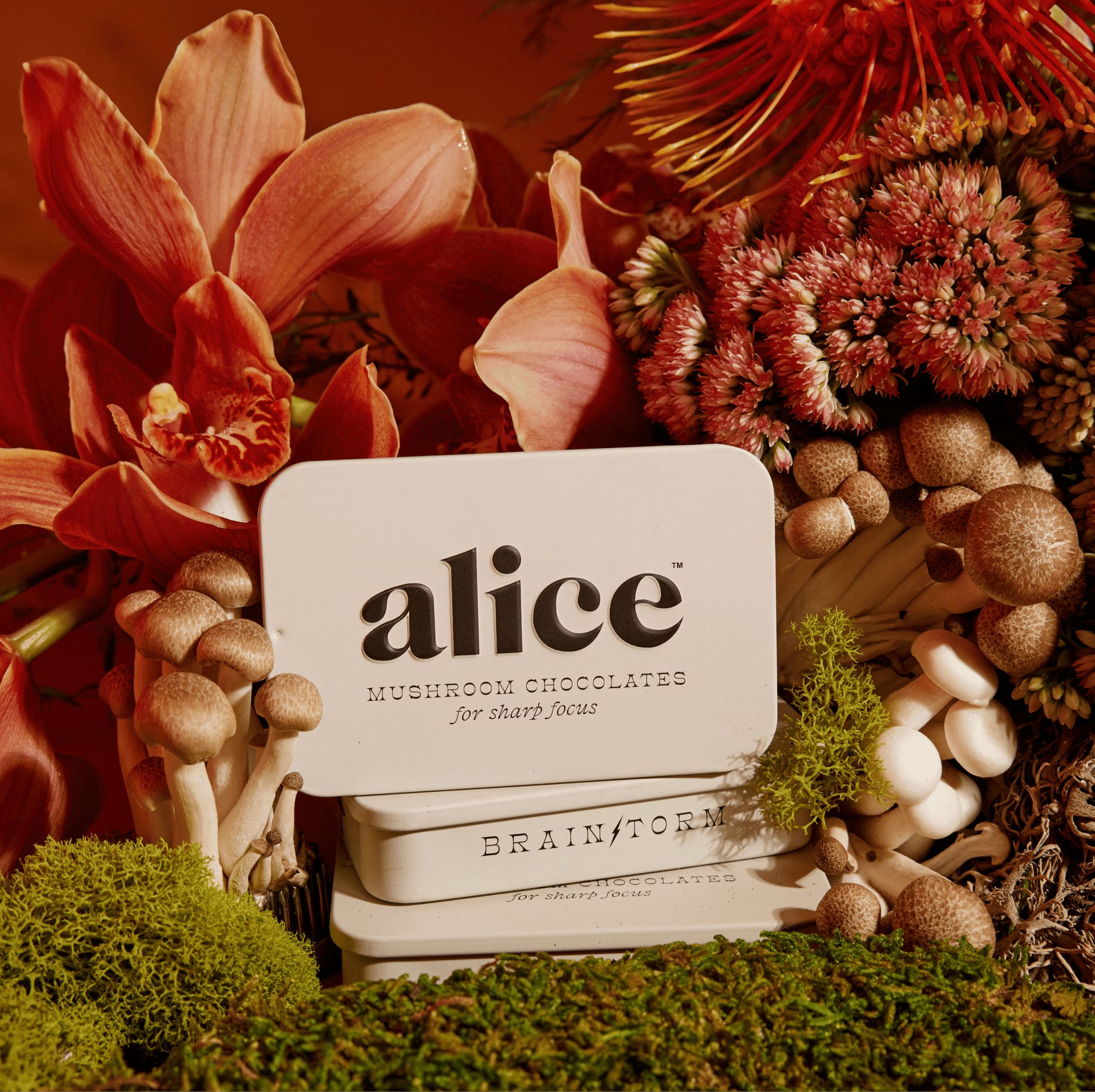 alice mushrooms Brainstorm Functional Mushroom Chocolates