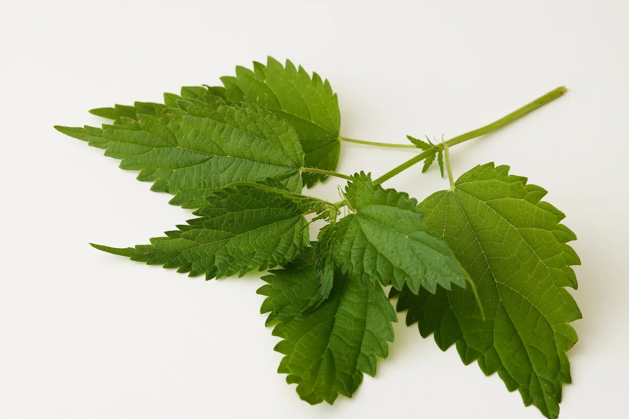 UNDER LUNA™ Conditioner Tulsi Bloom Conditioner