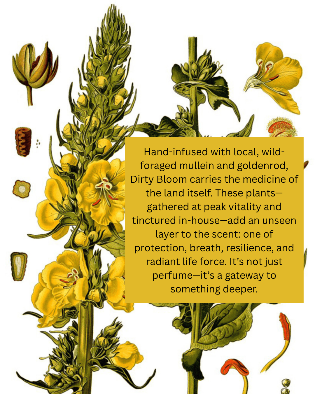 Dirty Bloom - Botanical Perfume - My American Goods