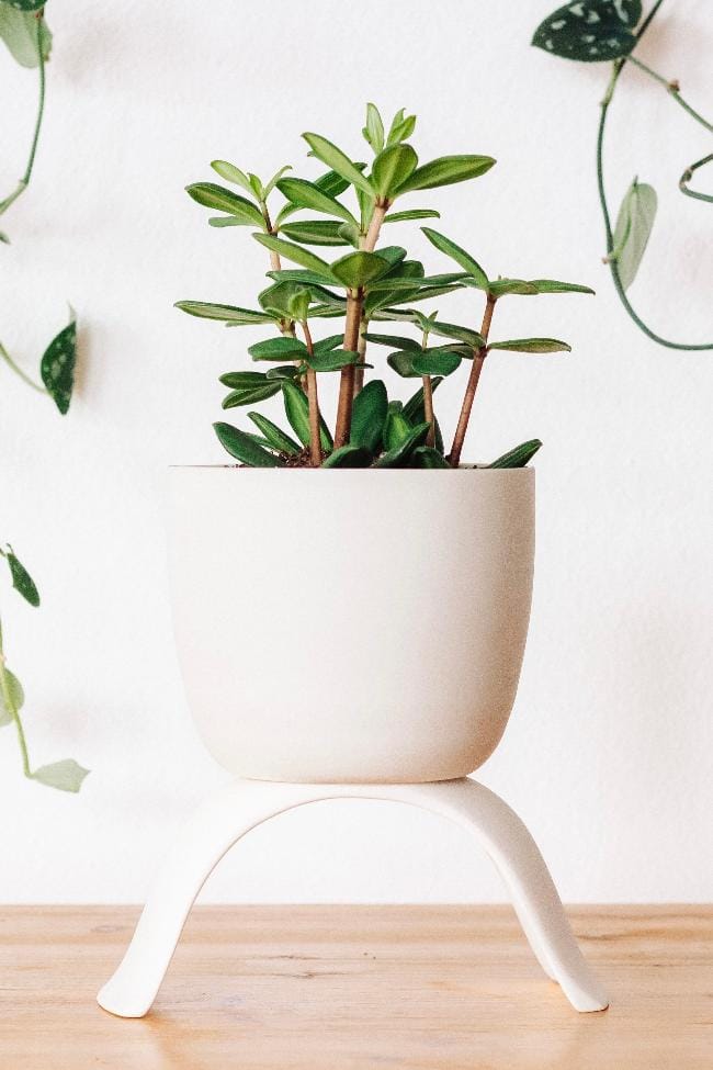 Carter + Rose Home & Garden Large Classic Ceramic Footed Plant Pots