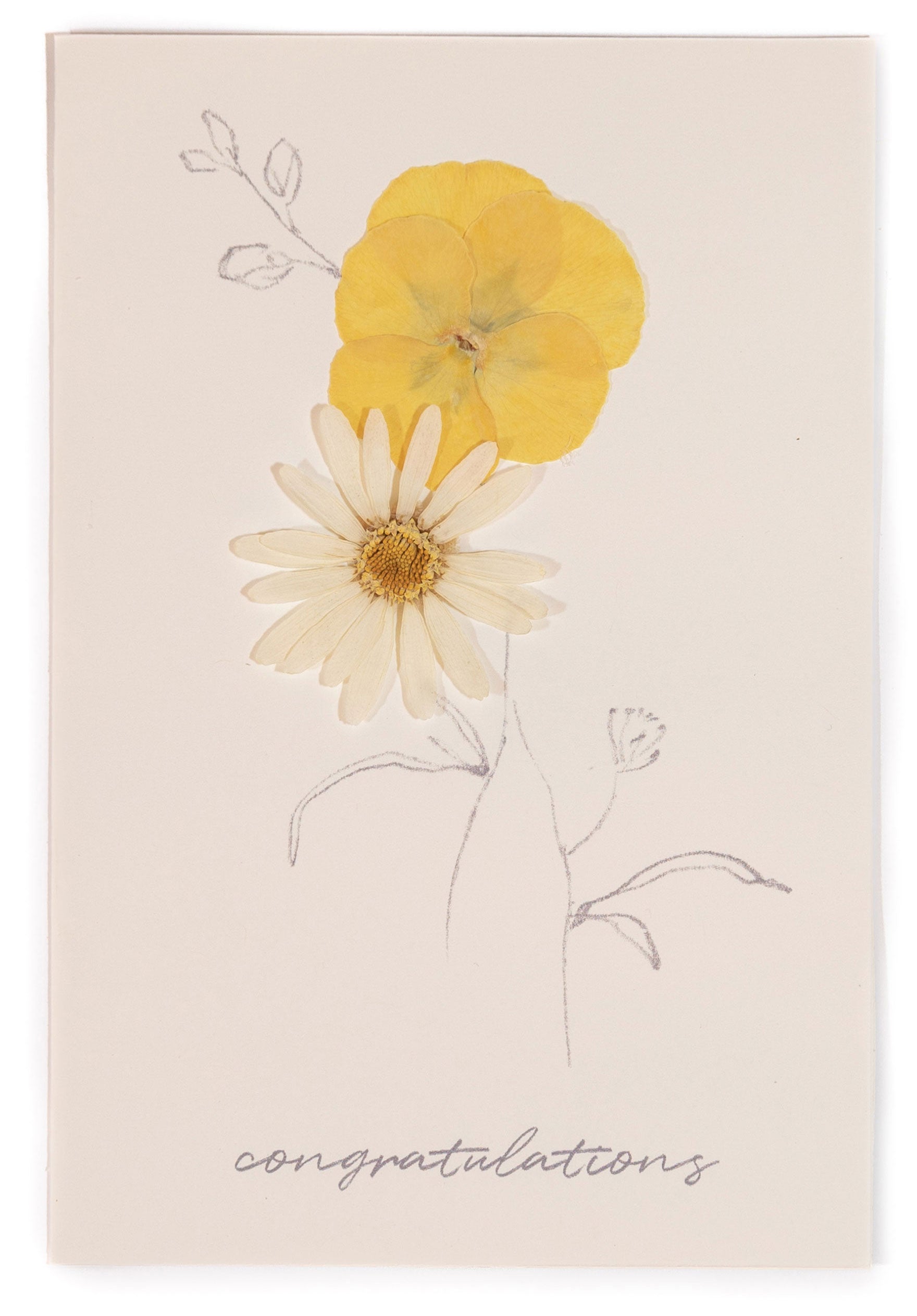 Congratulations - White Daisy Pressed Floral Stationery
