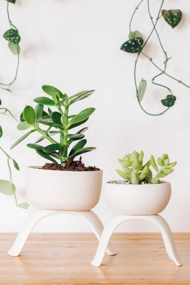Carter + Rose Home & Garden Ceramic Footed Plant Pots